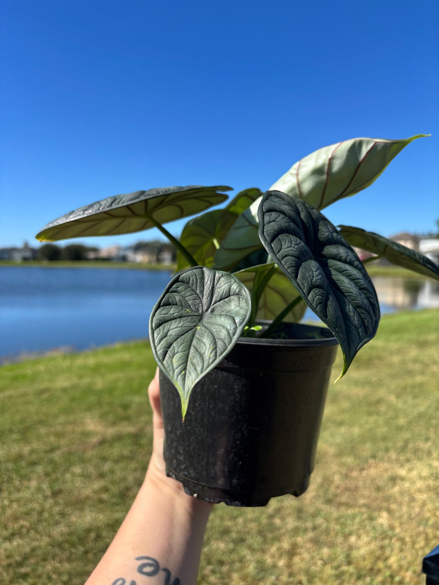 6” Alocasia Dragon Scale