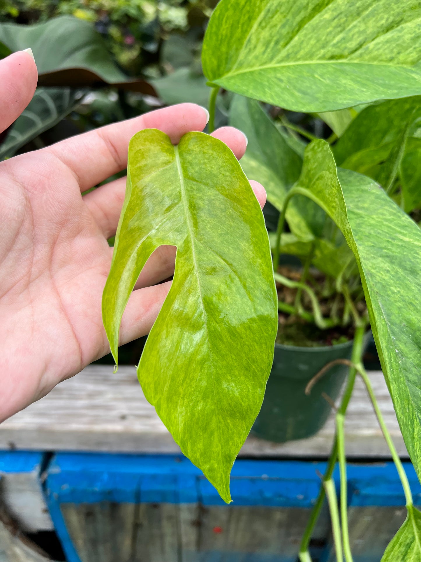 6” Epipremnum Jungle Mint