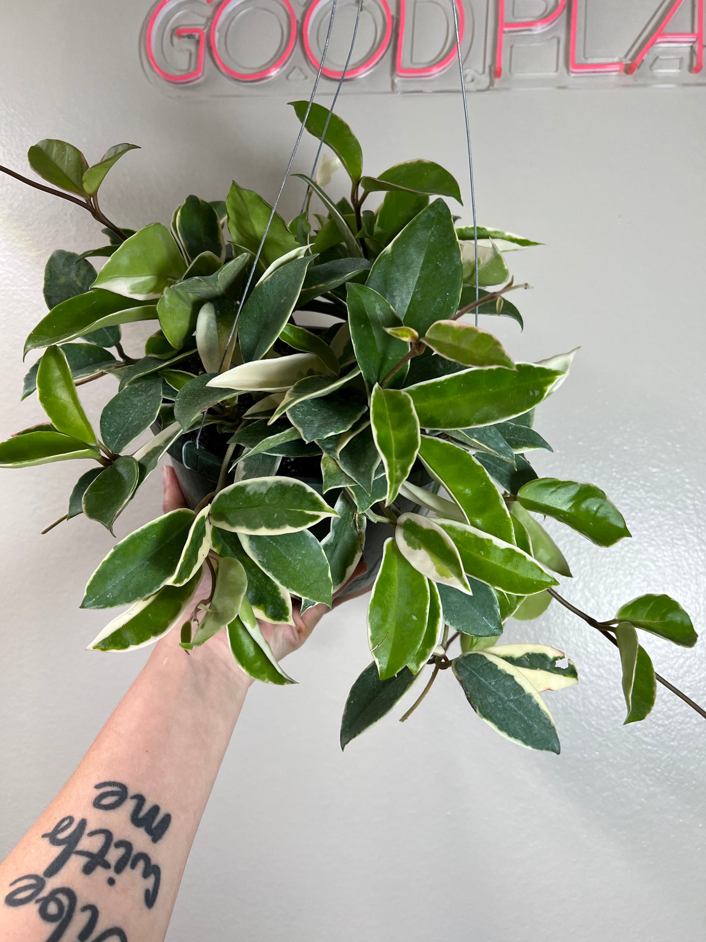 8” Hoya Carnosa Krimson Queen