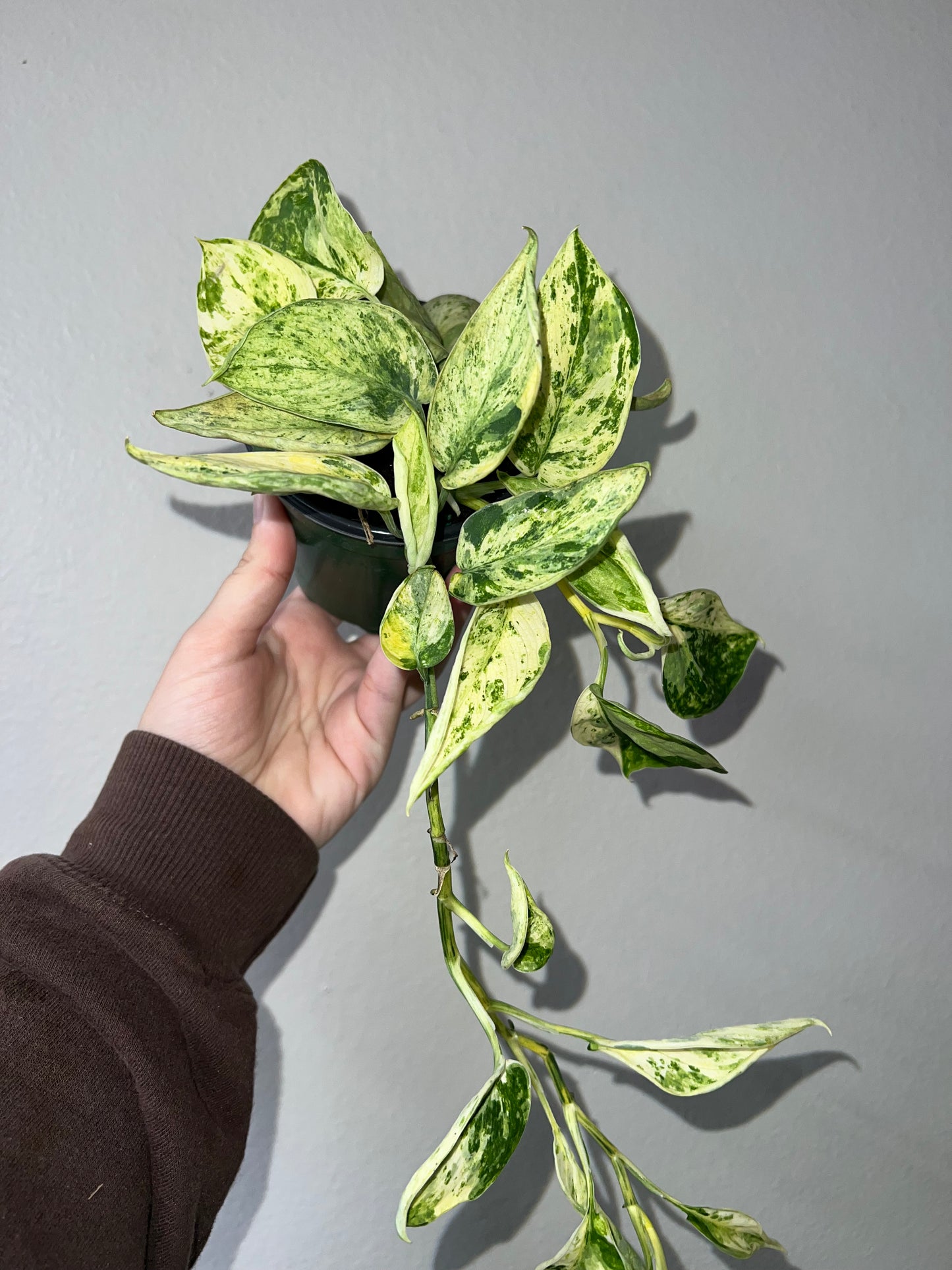 4” Scindapsus Marble Queen