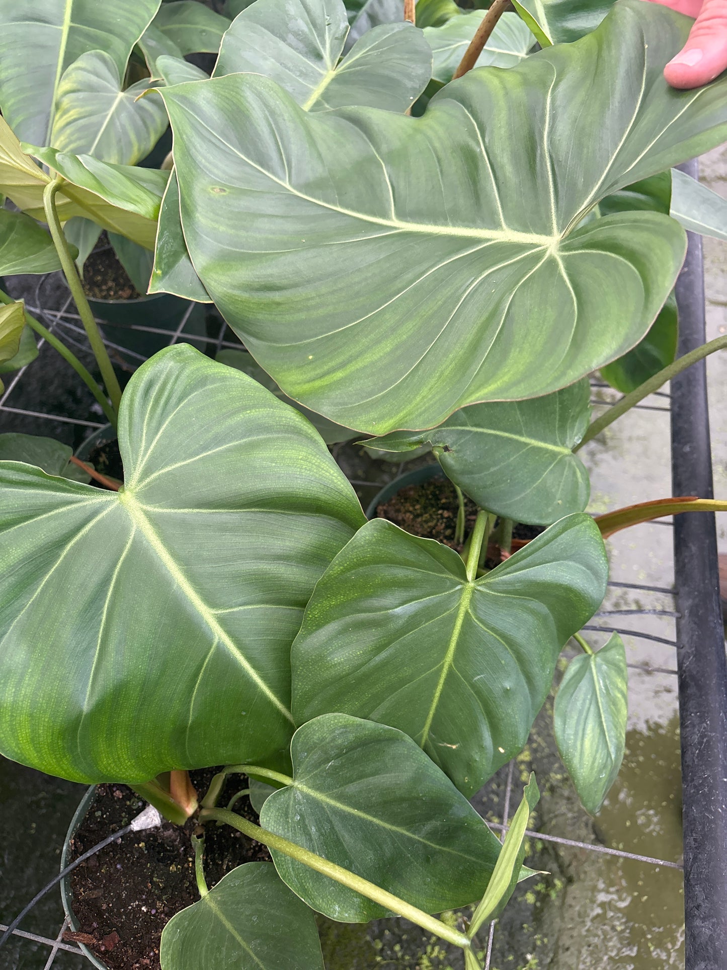 6” Jose Buono X Gloriosum