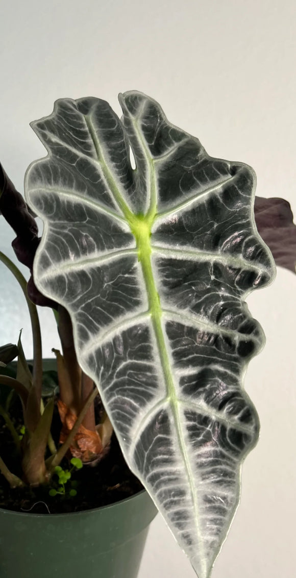 CORMS: Alocasia Polly