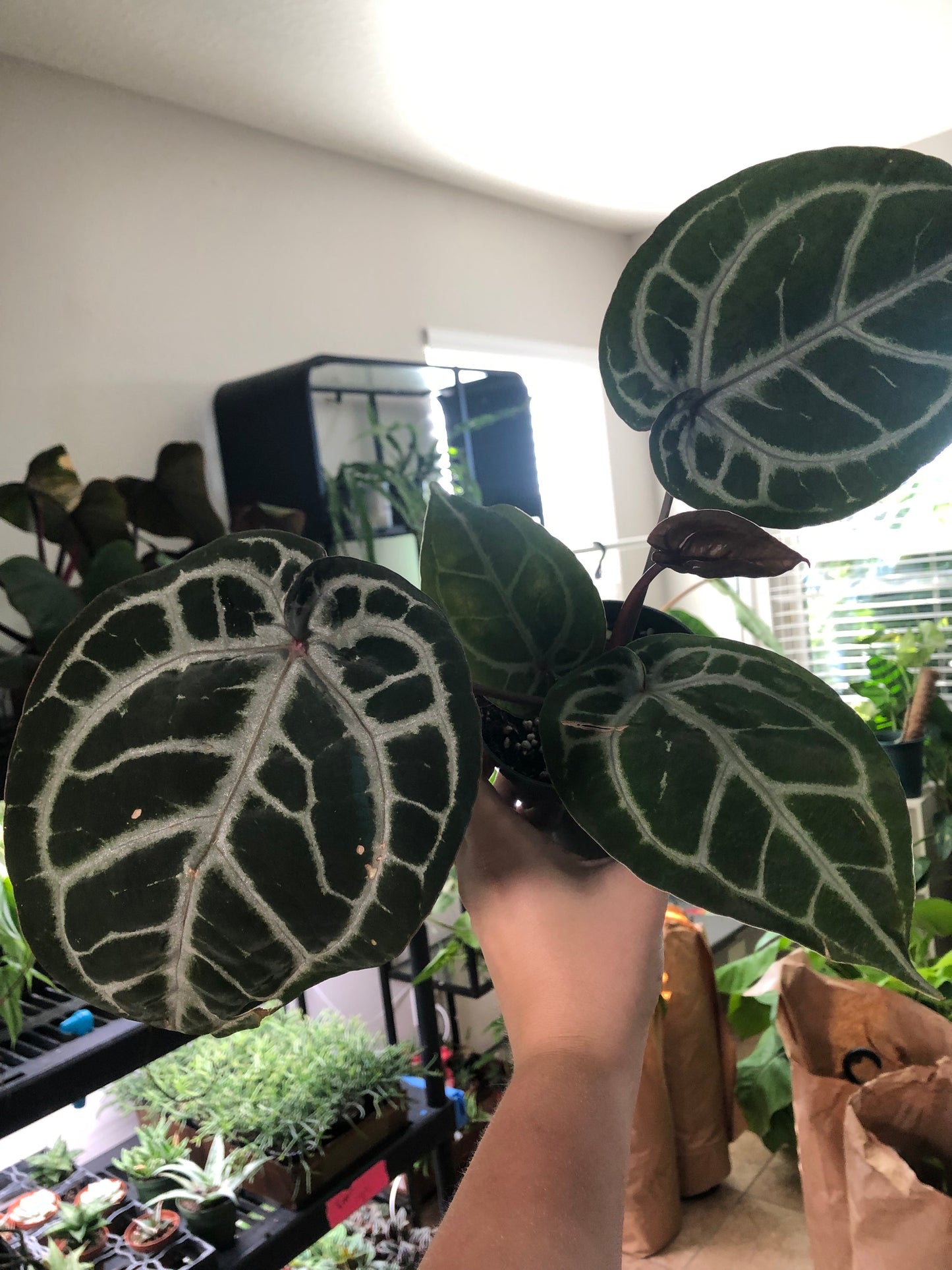 4” Anthurium SKG Silver X Black Velvet
