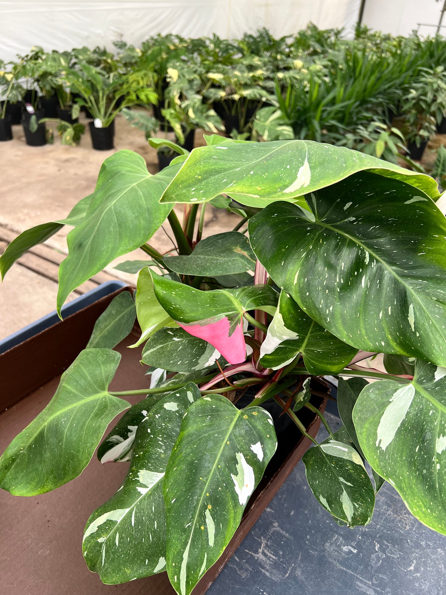 8” Philodendron White Princess