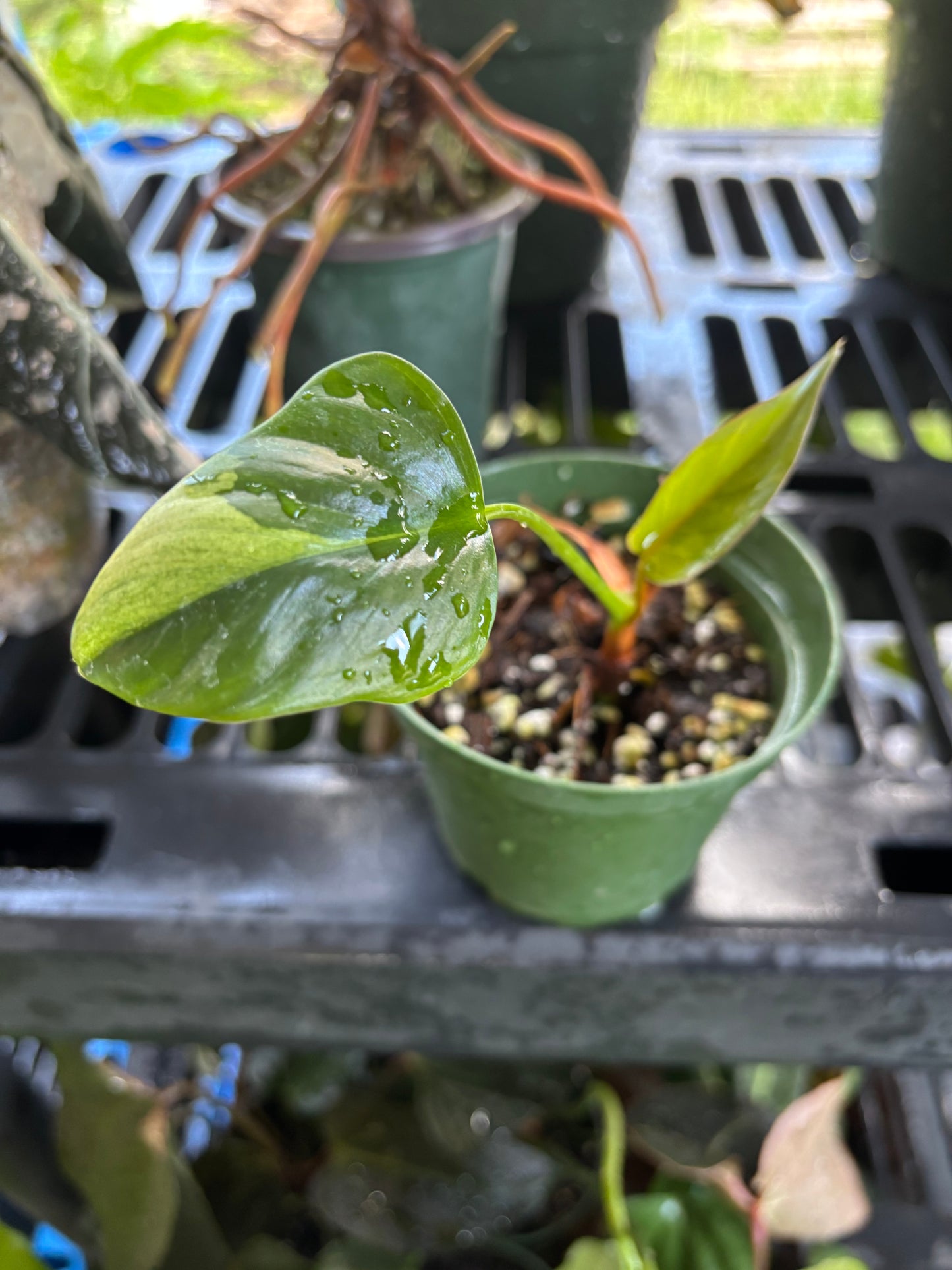 4” Homalomena Pink Diamond