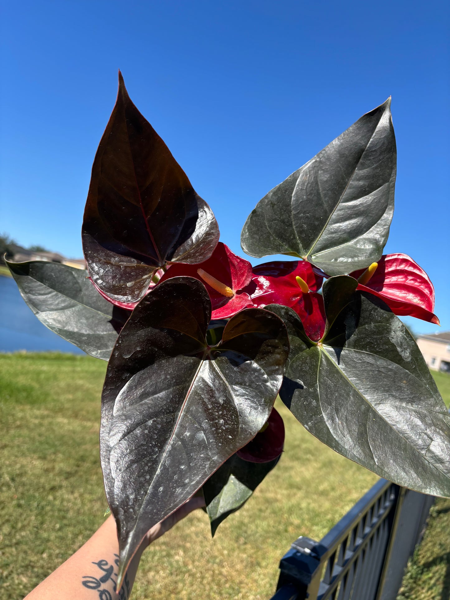 6” Anthurium Minima