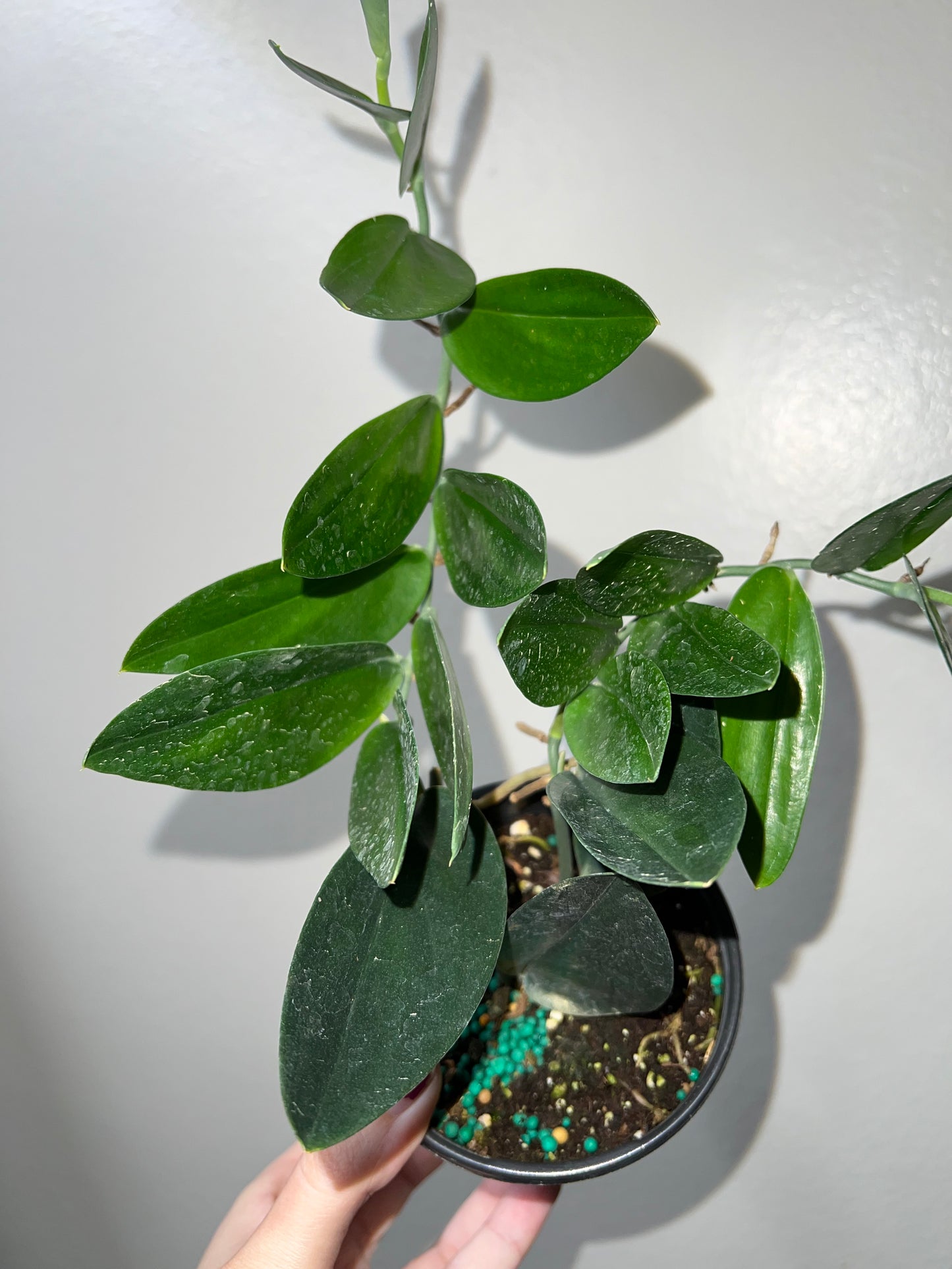 4” Scindapsus Treubii Dark Form