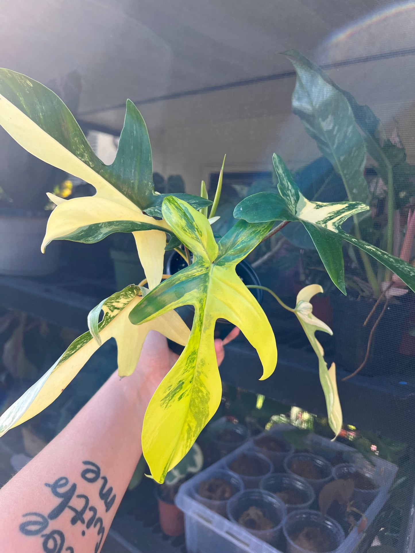 4” Philodendron Florida Beauty