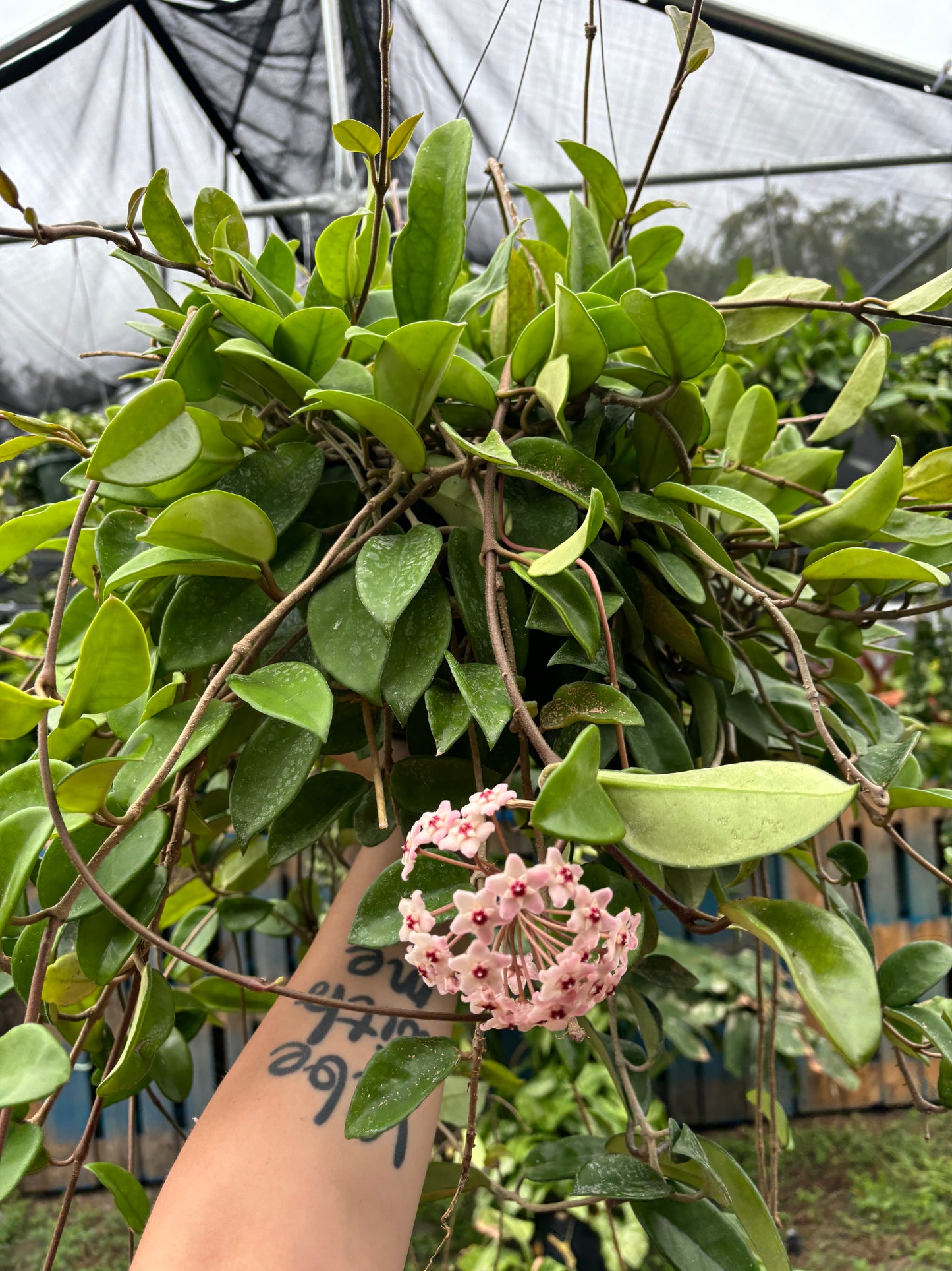 8” Hoya Carnosa Hanging Basket