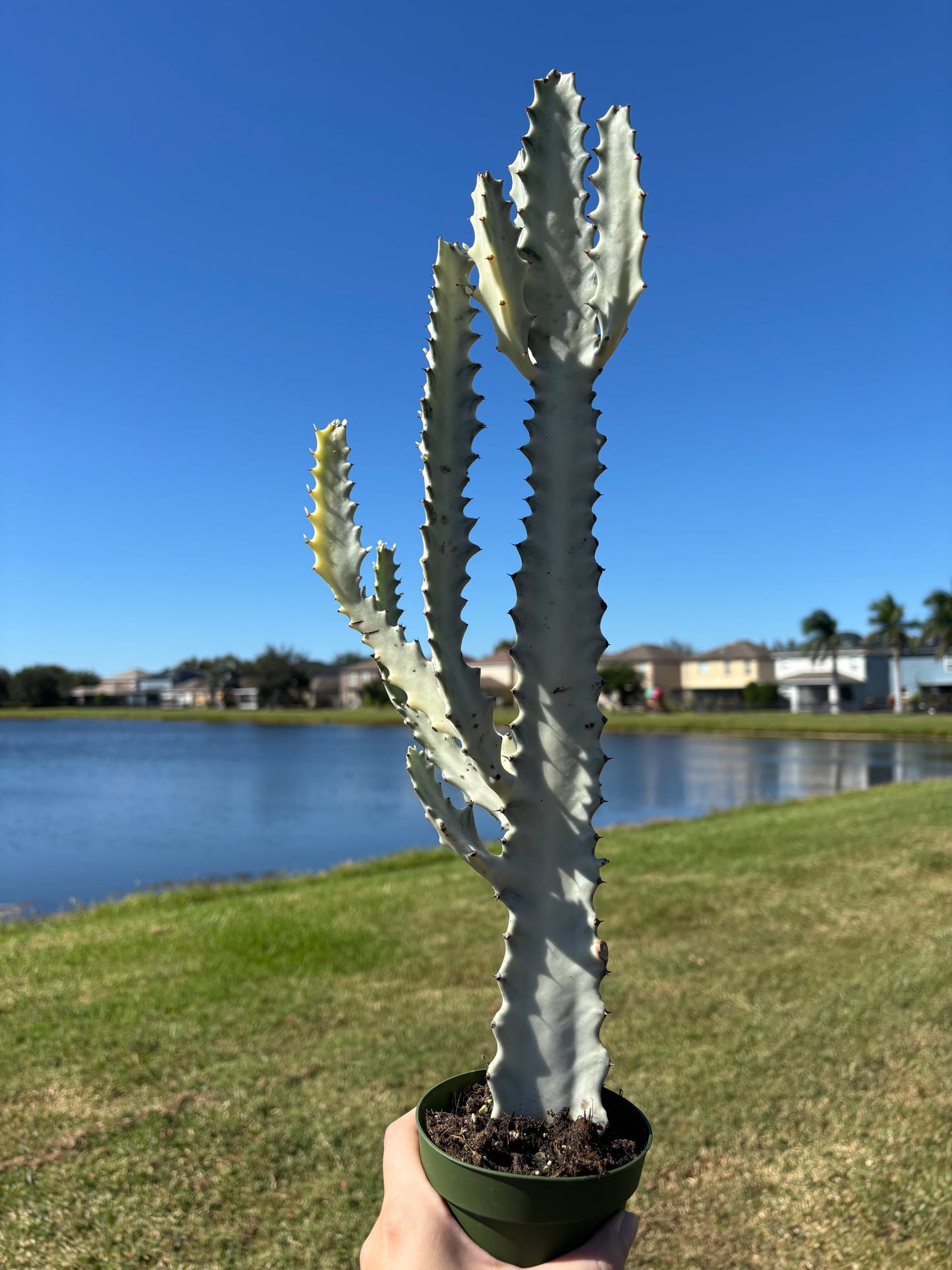 4” Euphorbia Dragon Bone