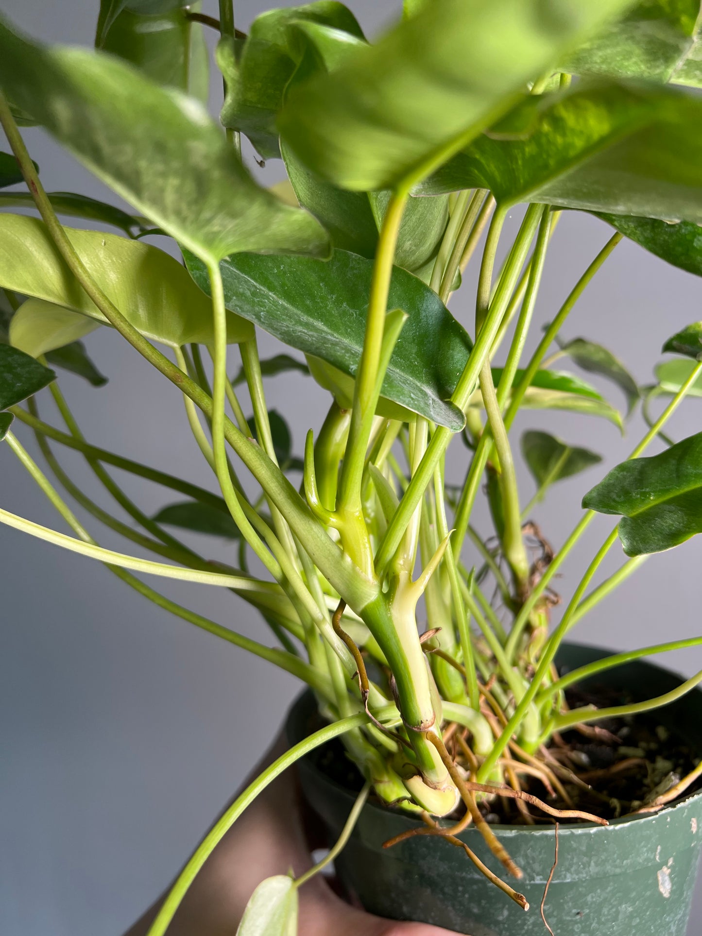 6” Philodendron Burle Marx Albo
