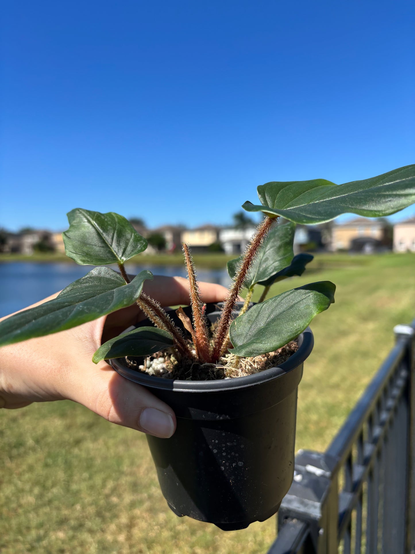 4” Philodendron Serpens