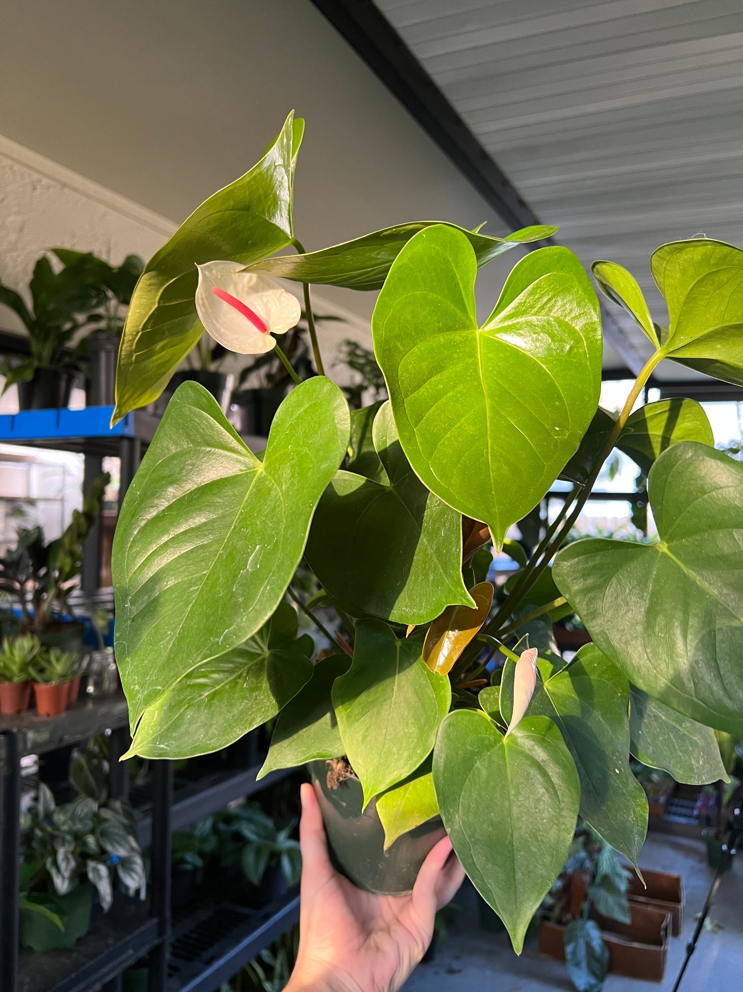 6” Anthurium White Heart