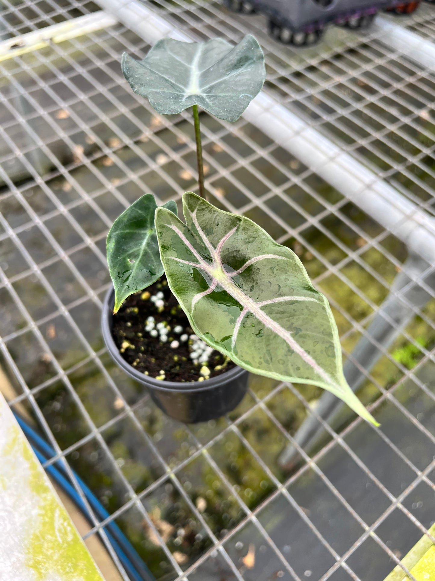 4” Alocasia Longiloba Purple Vein