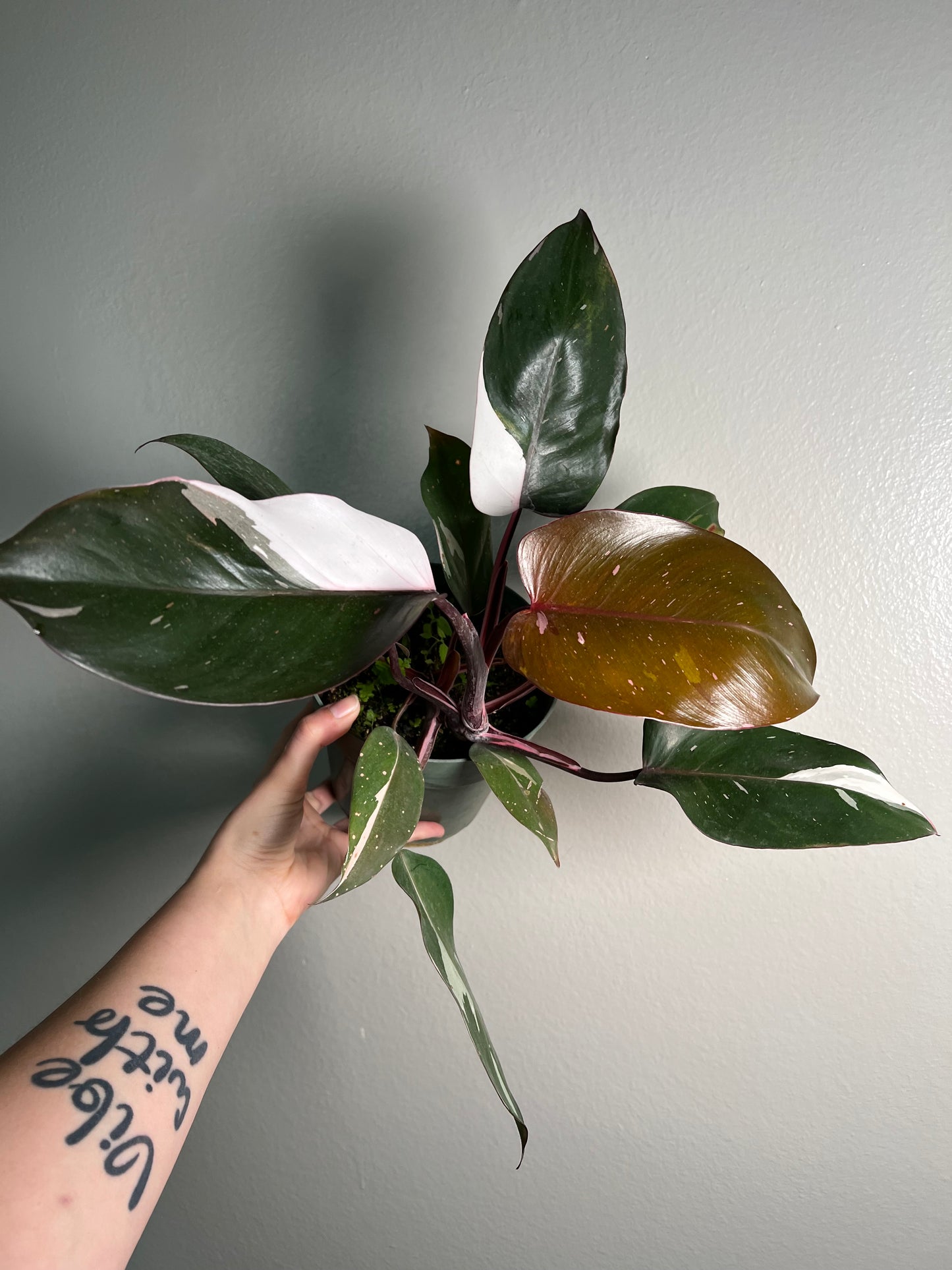 6” Philodendron Red Anderson