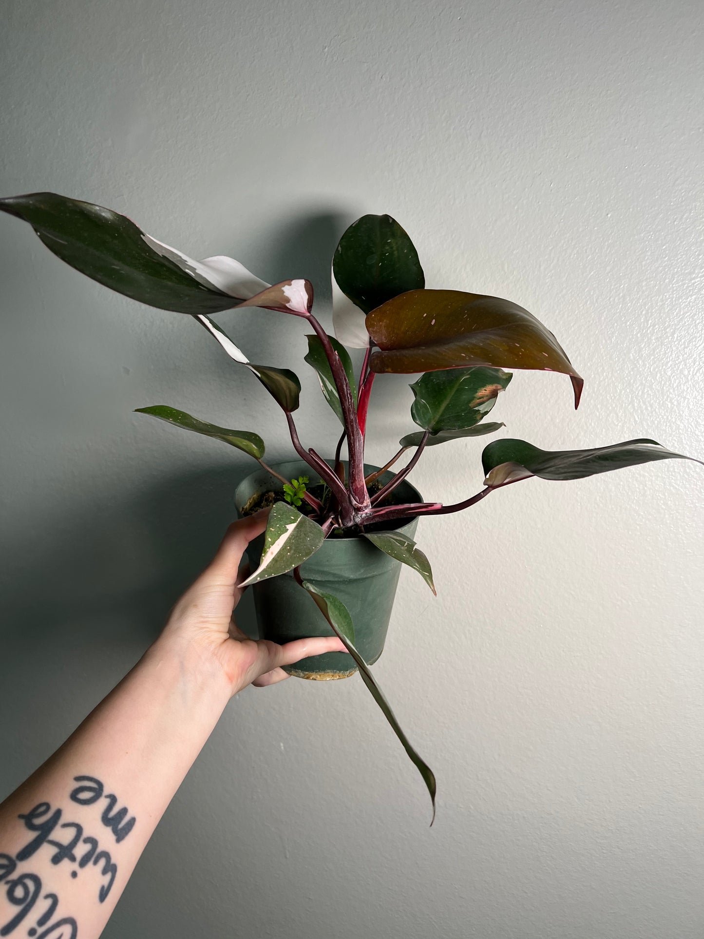 6” Philodendron Red Anderson