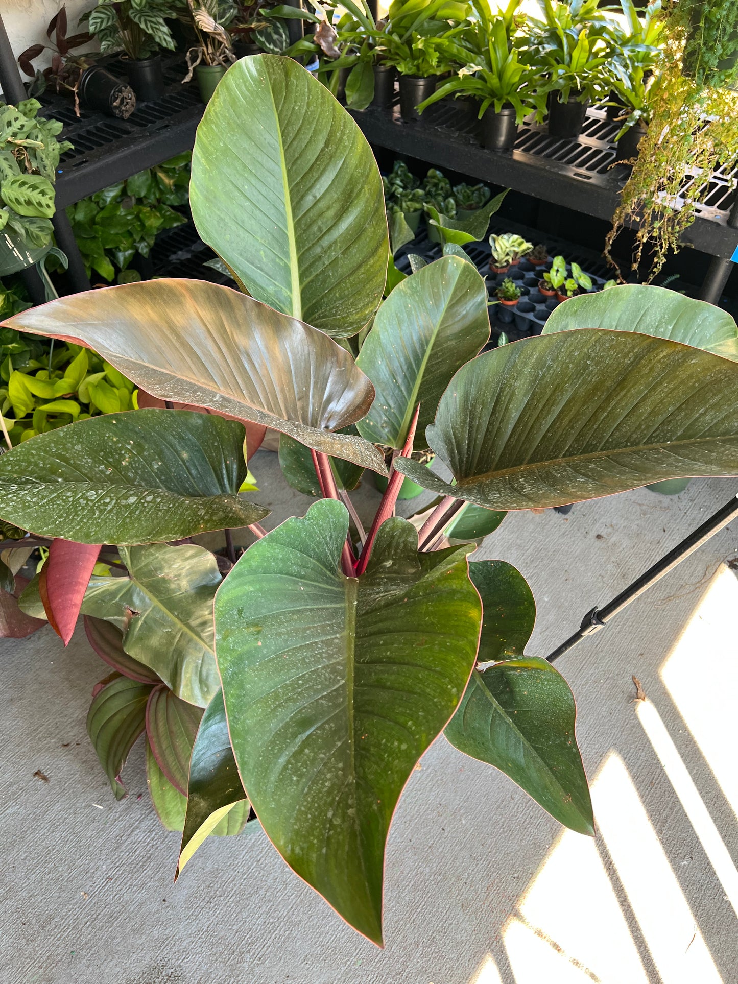 8” Philodendron Rojo Congo