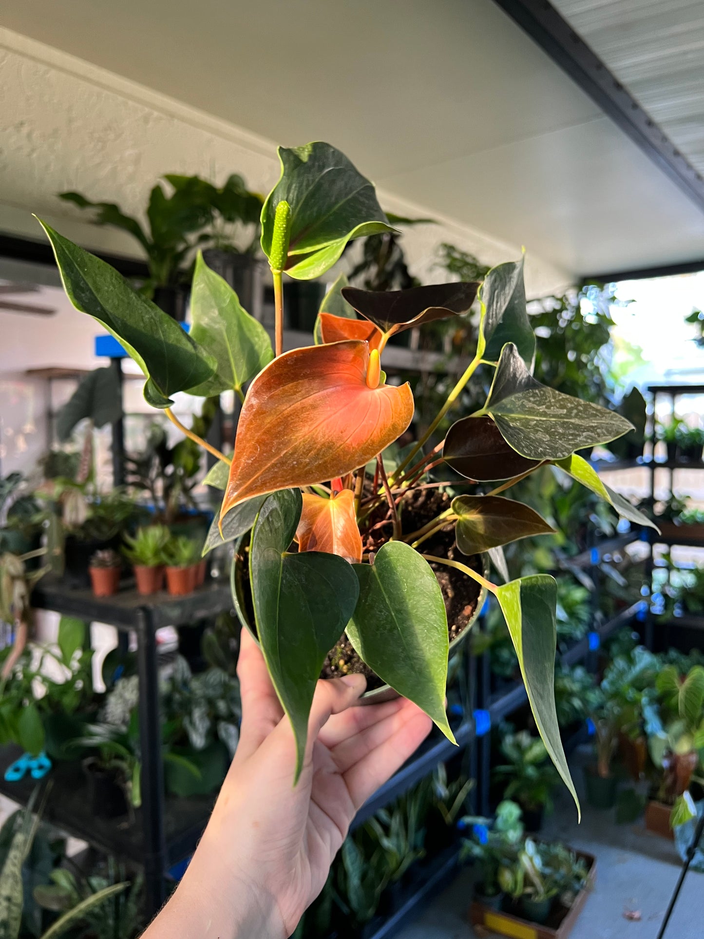 6” Anthurium Rainbow Champion