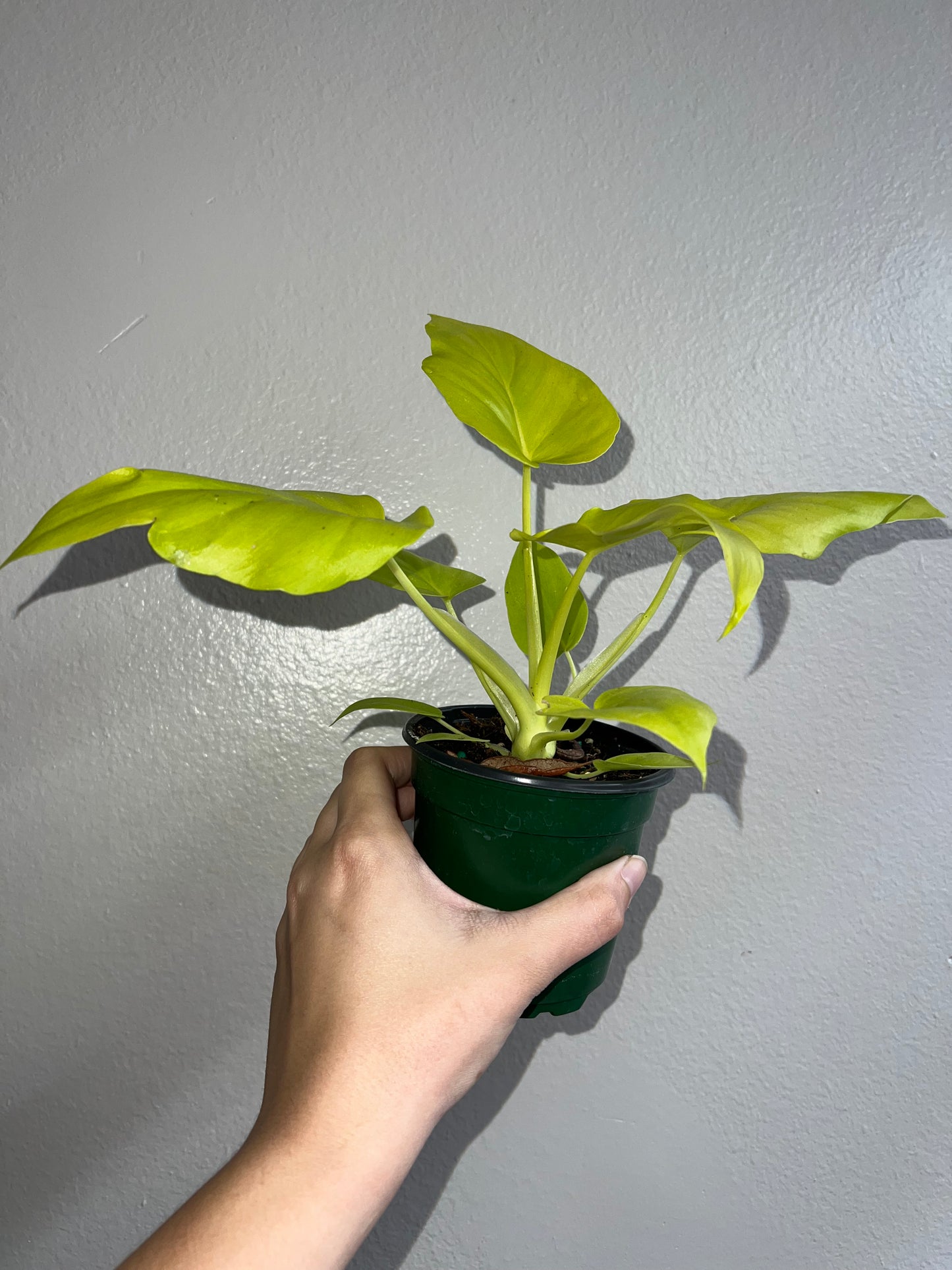 4” Philodendron Warscewiczii Aurea