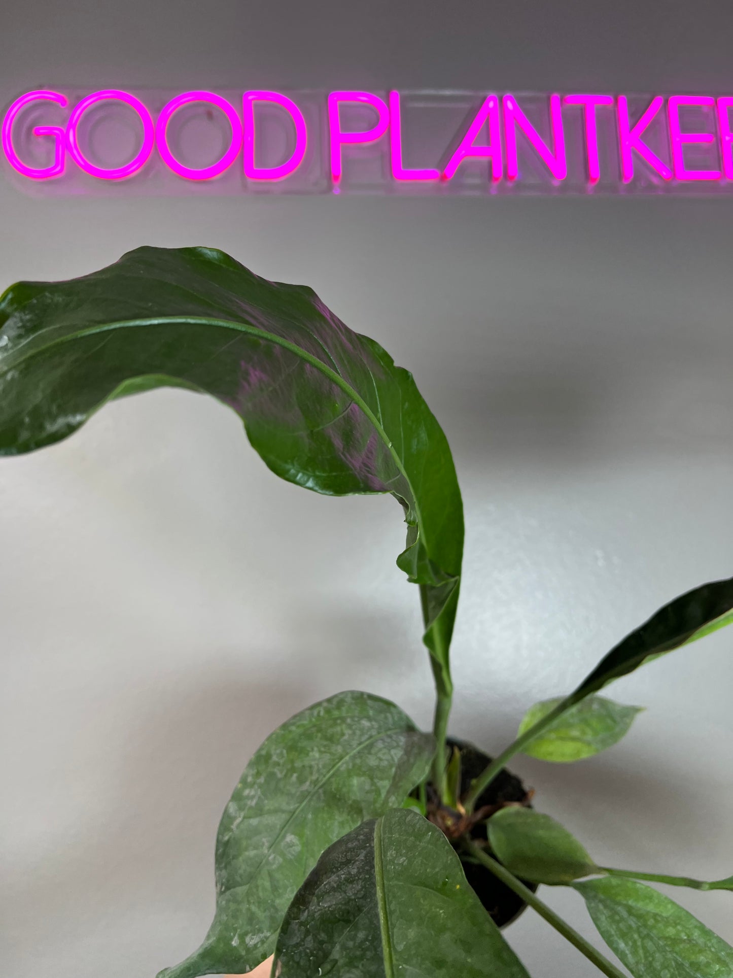 6" Anthurium Big Bill