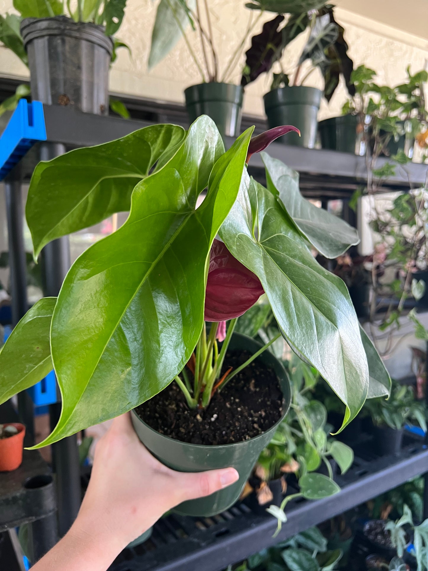 6” Anthurium Utah