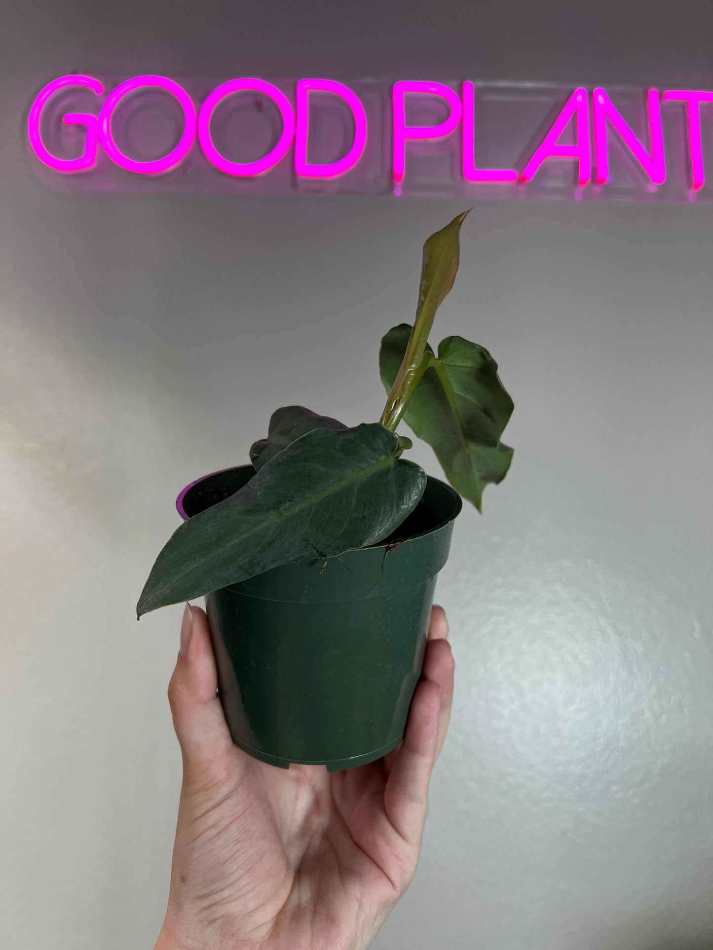 4” Philodendron Maximum
