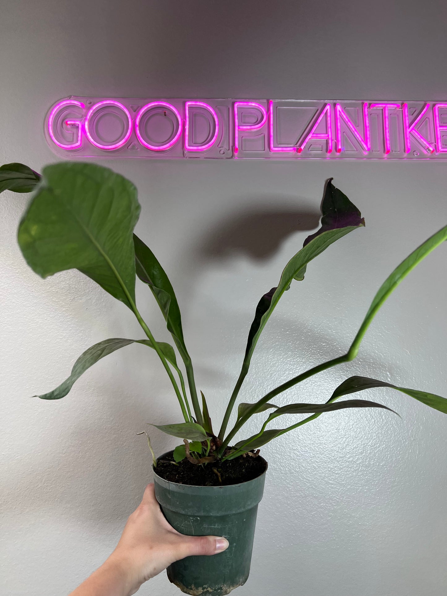 6" Anthurium Big Bill