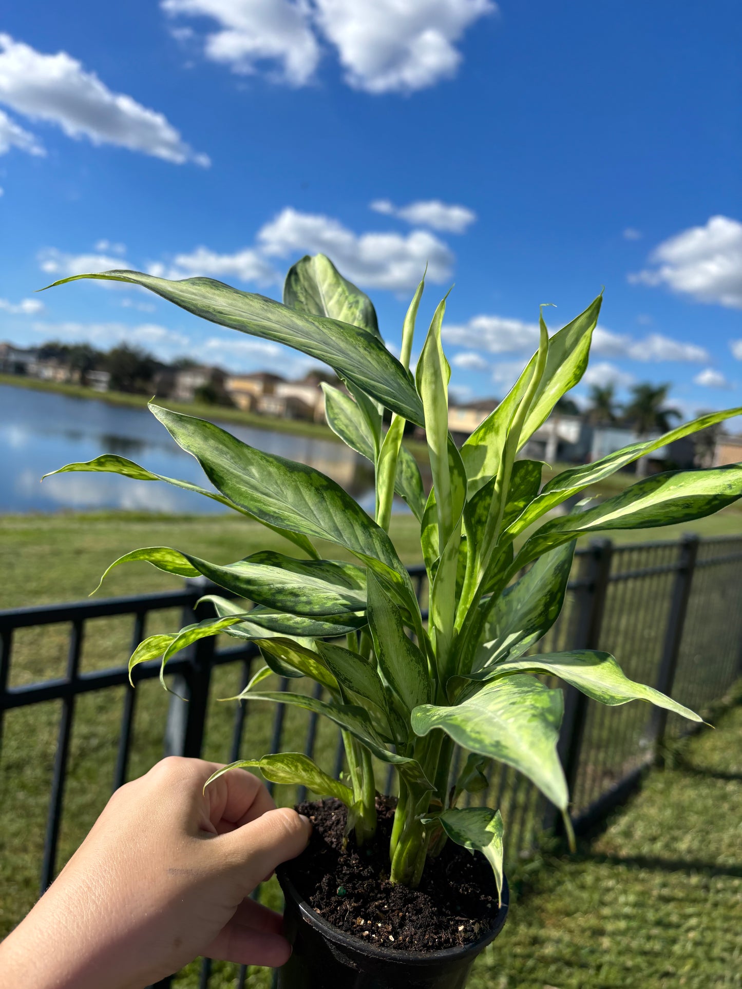 4” Dieffenbachia Milky Way