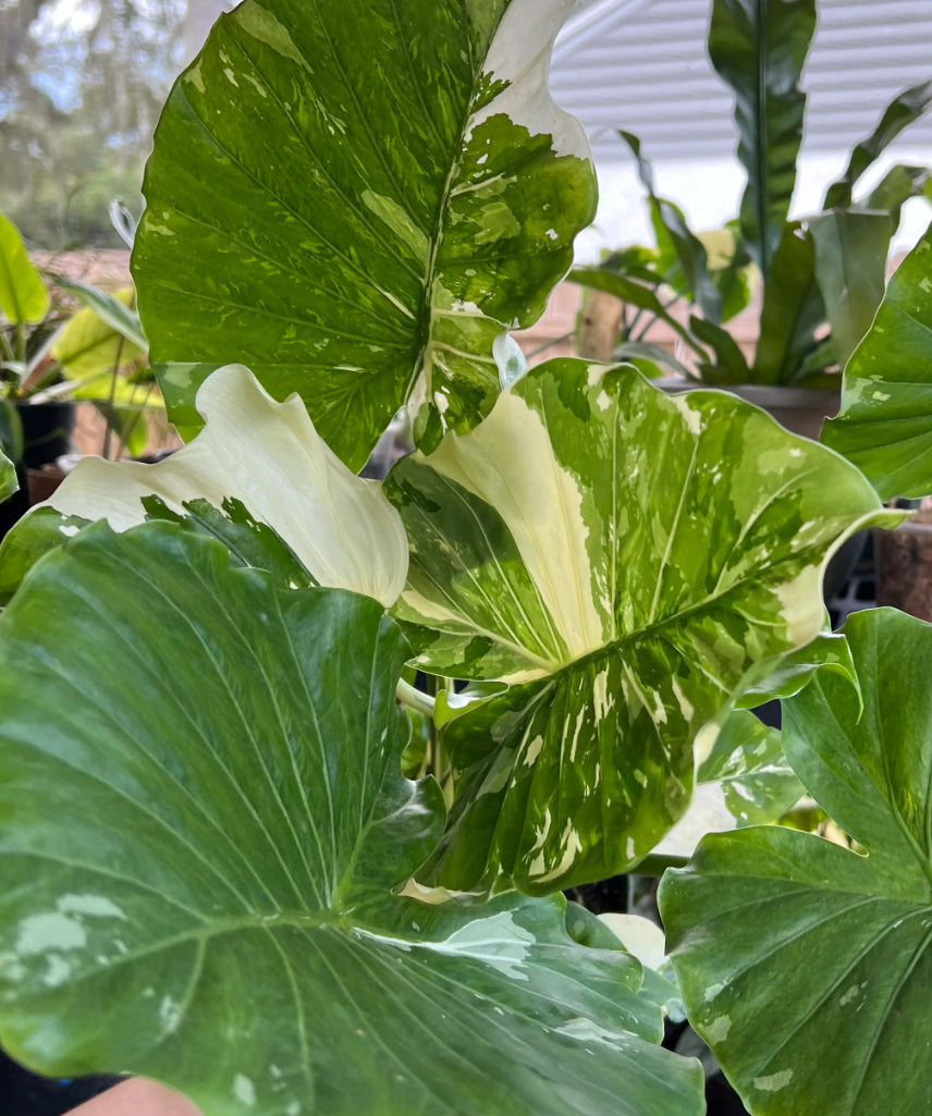 CORMS: Alocasia Gageana Albo