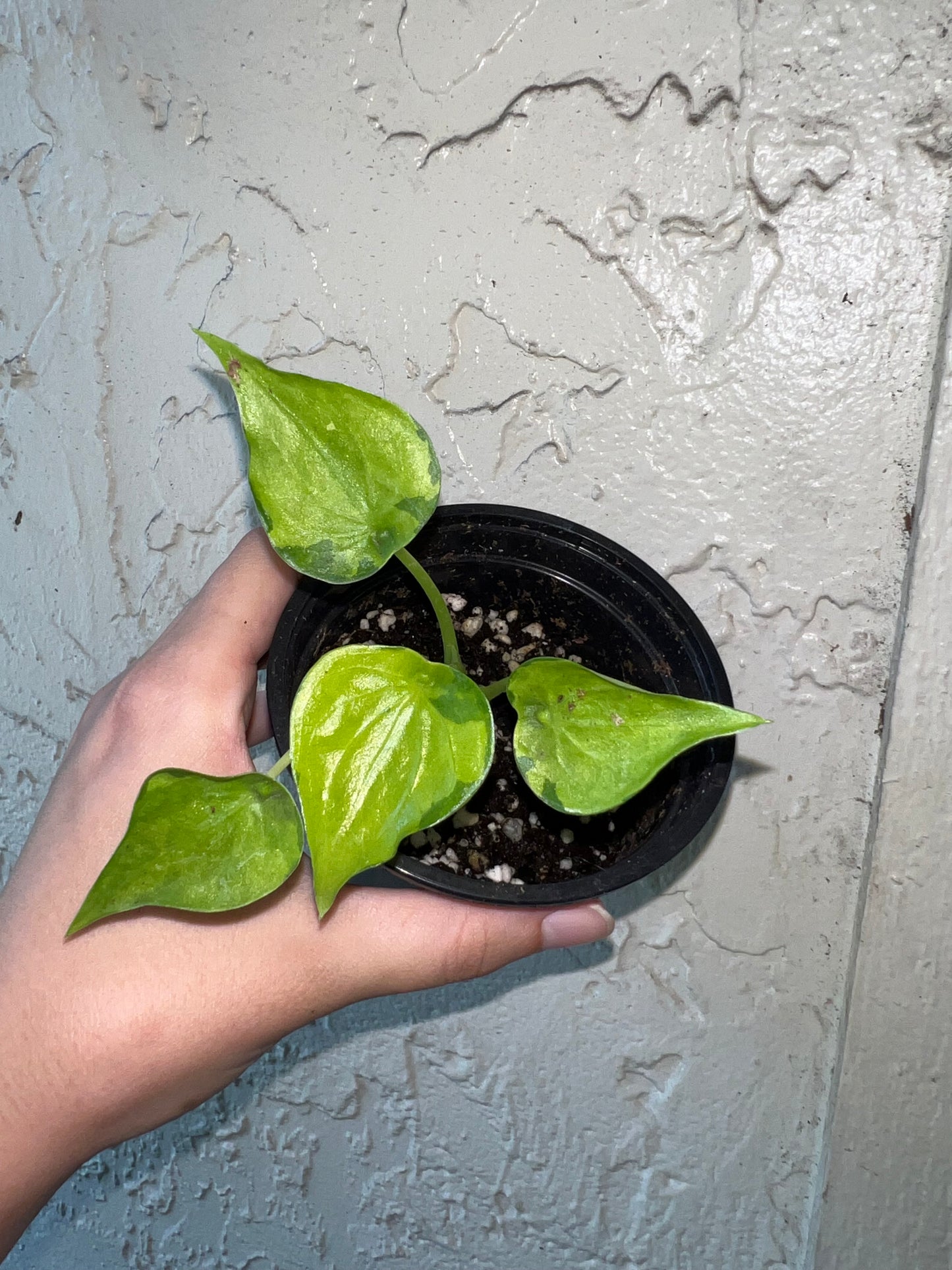 4” Alocasia Cucullata Banana Split