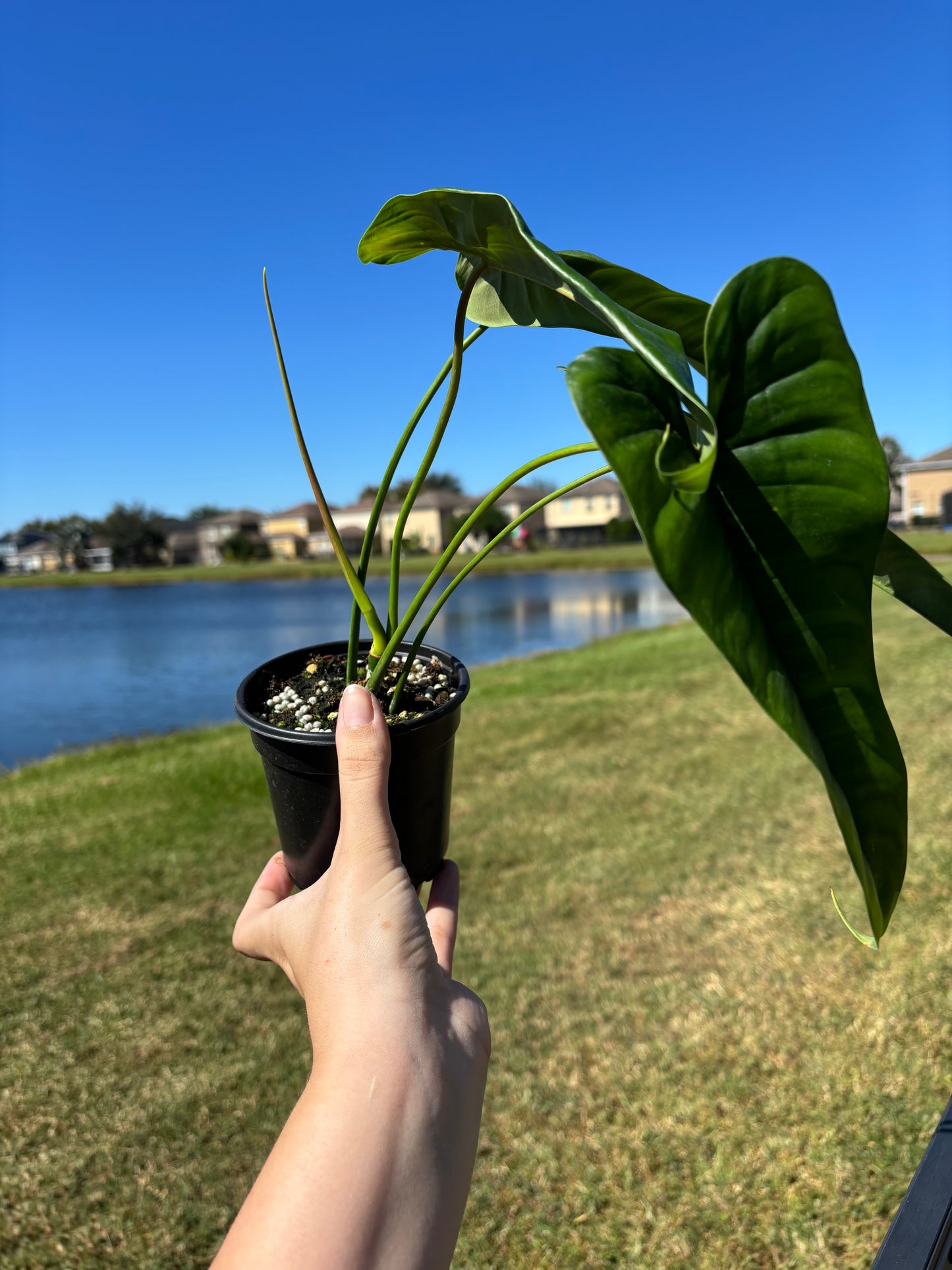 4” Philodendron SP Felix