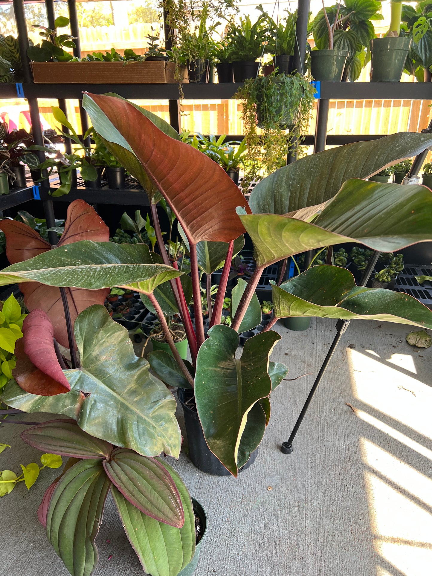 8” Philodendron Rojo Congo