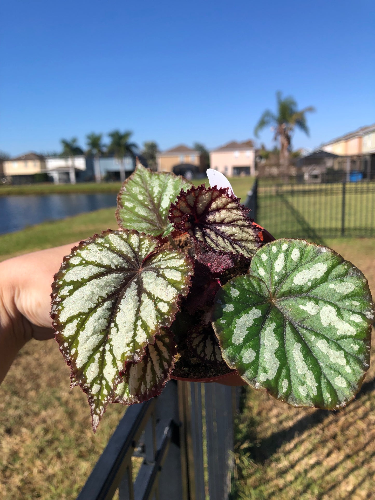 4” Begonia Steve’s Leaves Fang