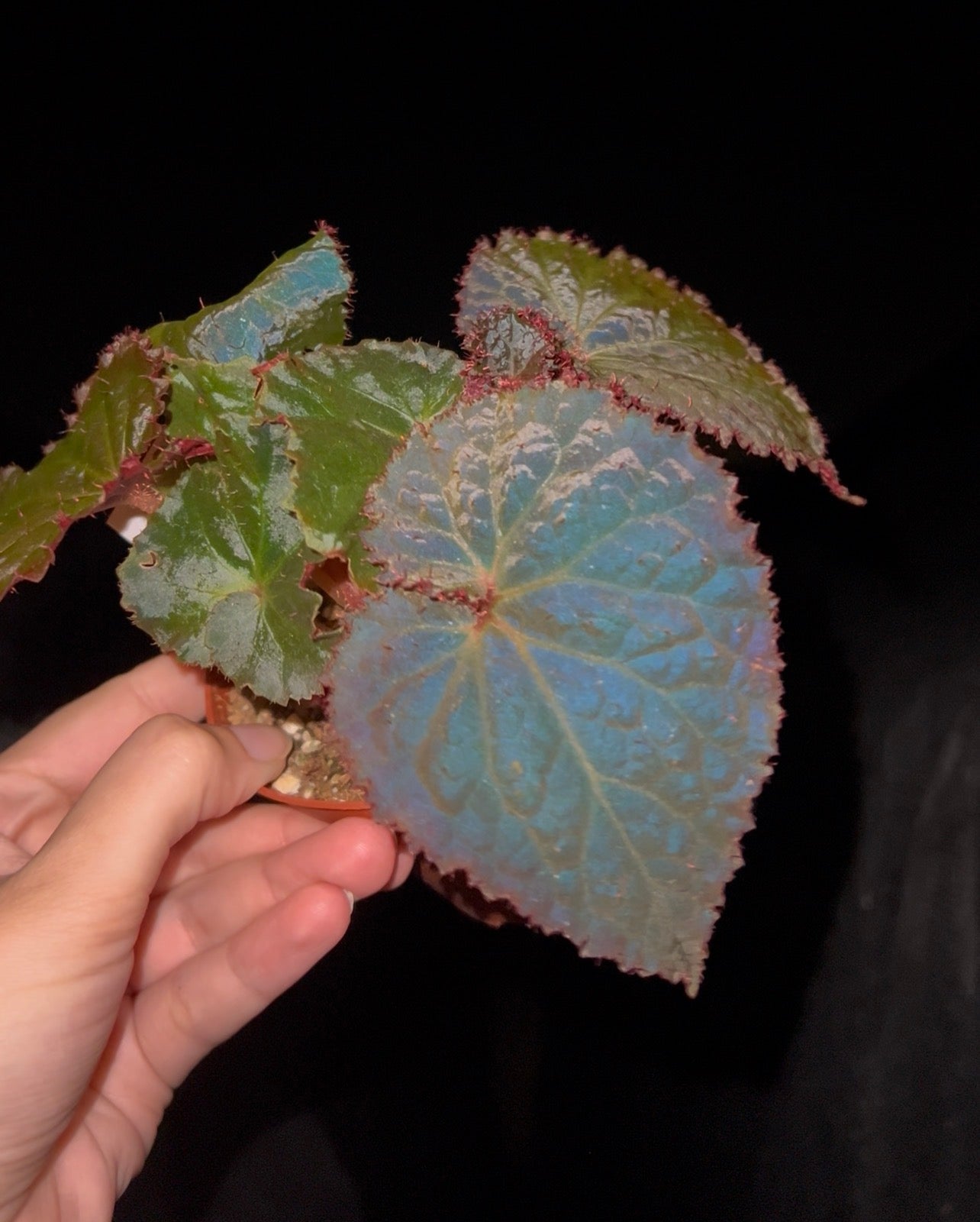 4” Begonia Midnight Magic