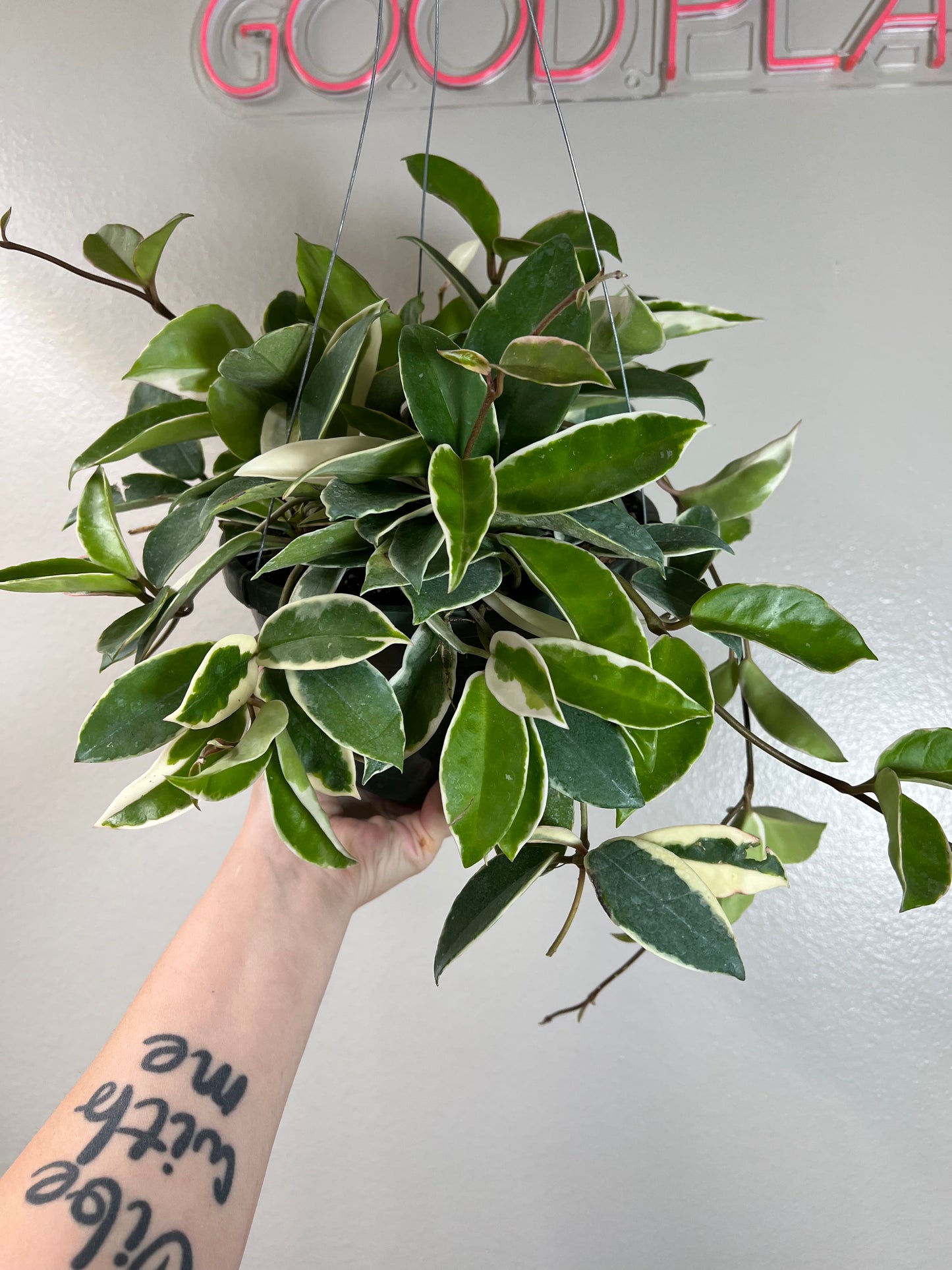 8” Hoya Carnosa Krimson Queen