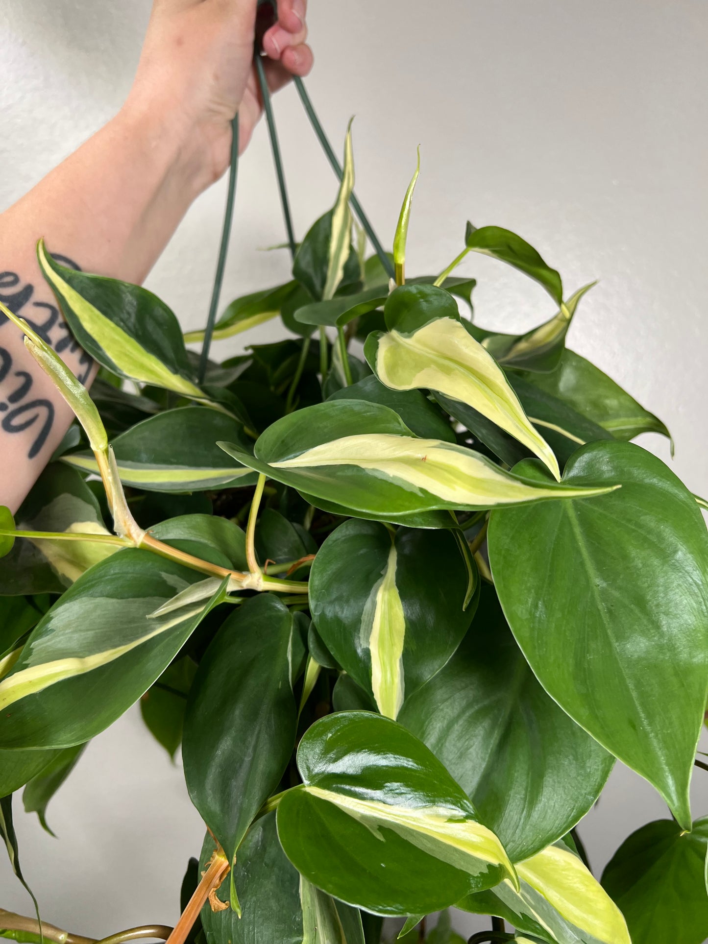 8” Philodendron Cream Splash Hanging Basket