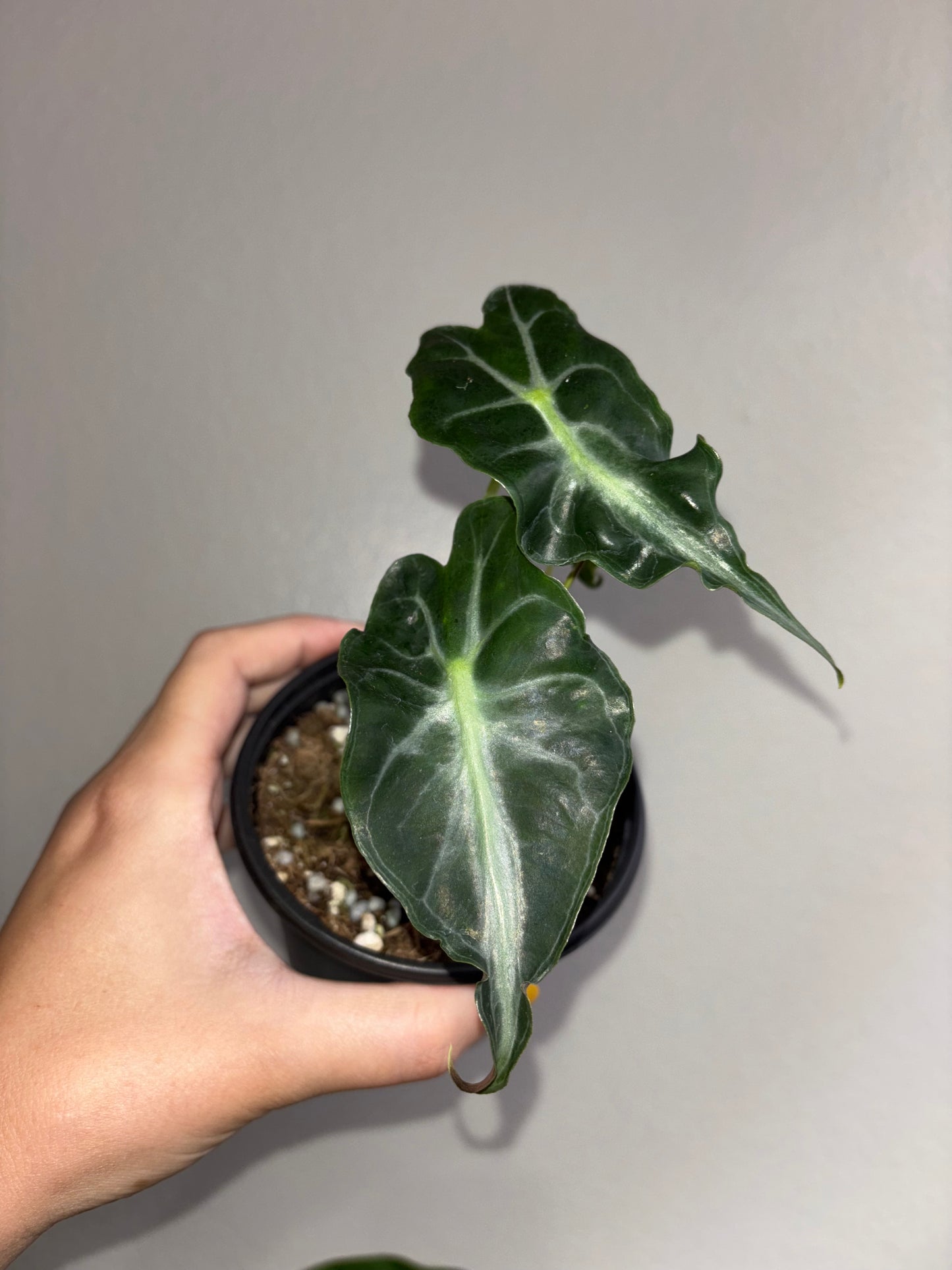 4” Alocasia Venom