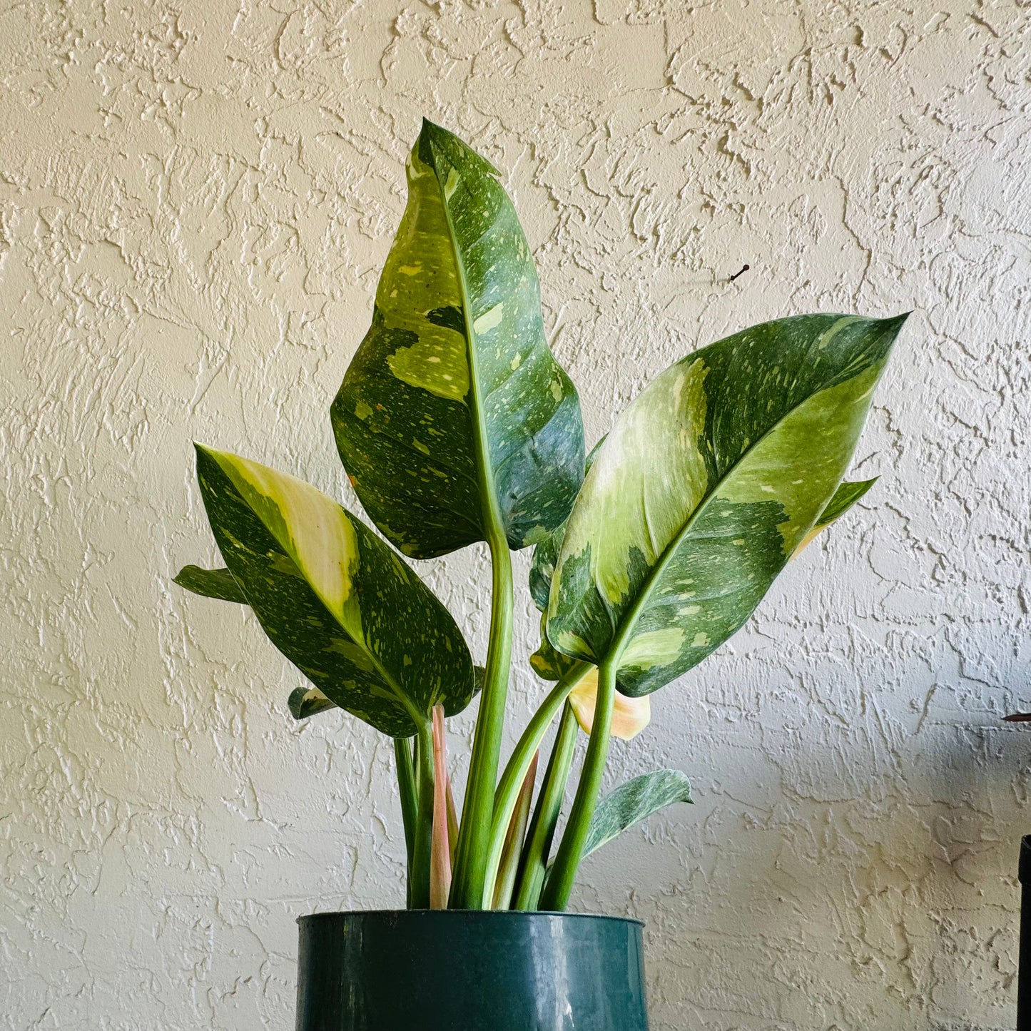 6” Philodendron Green Congo Nuclear