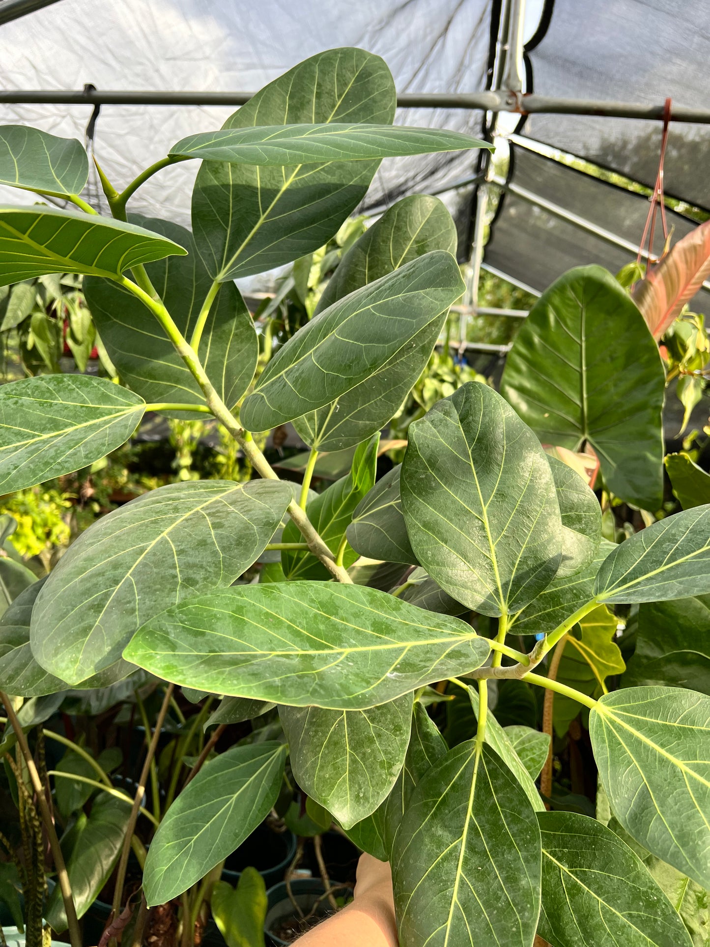 8” Ficus Audrey