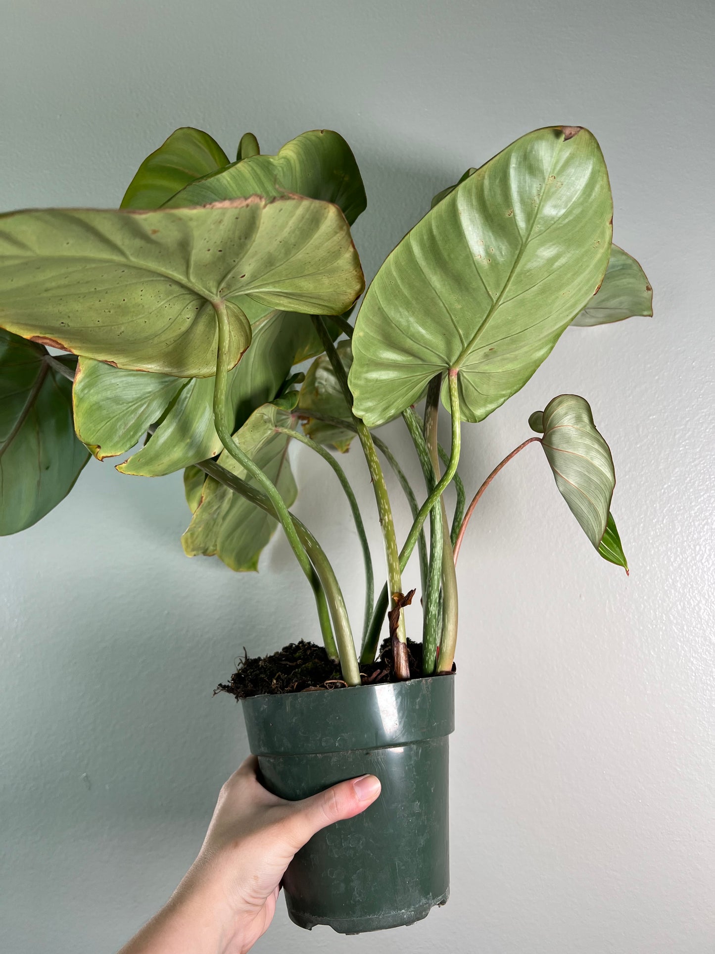 6” Philodendron Gloriosum Zebra