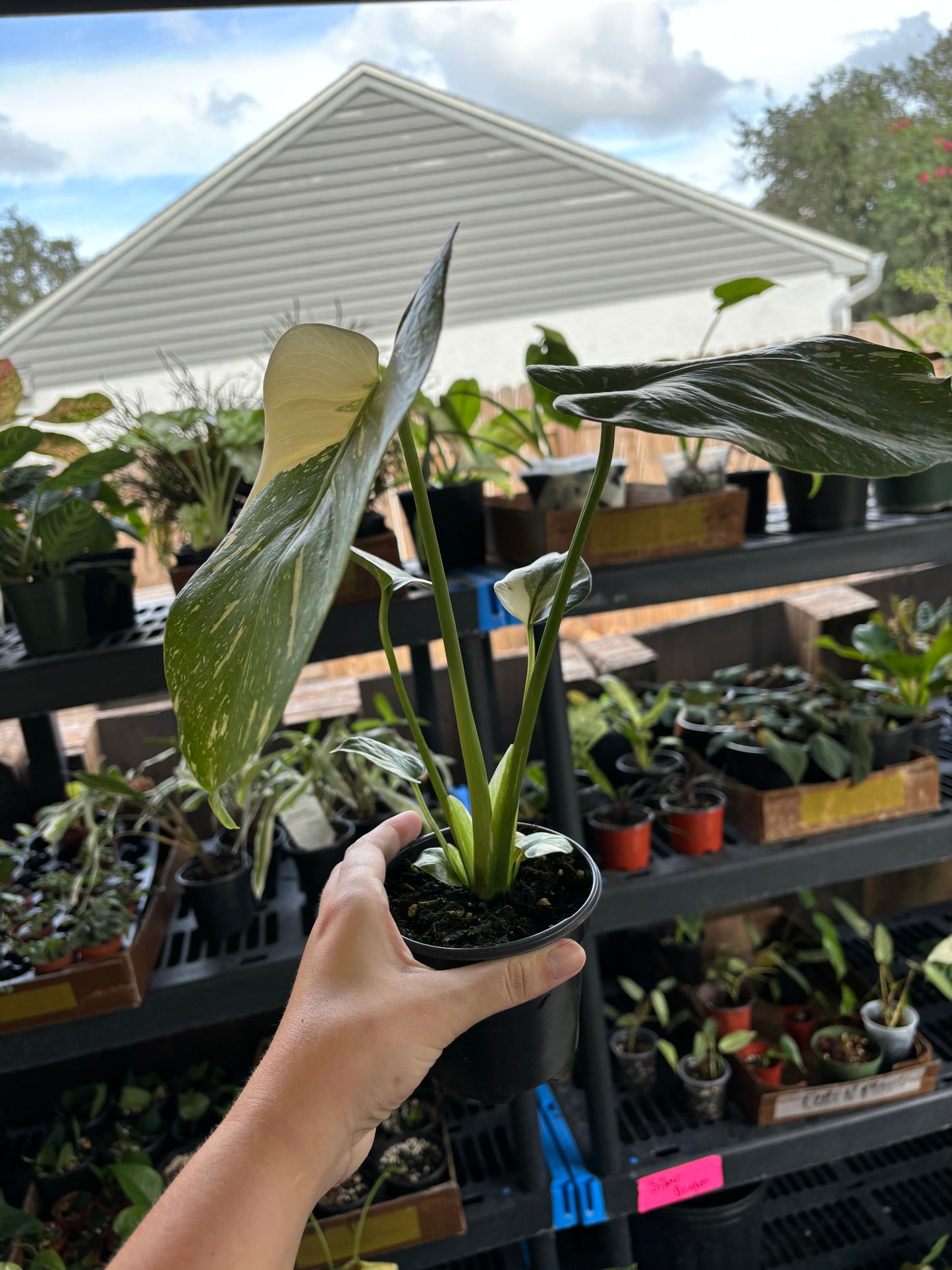 4" Monstera Thai Constellation