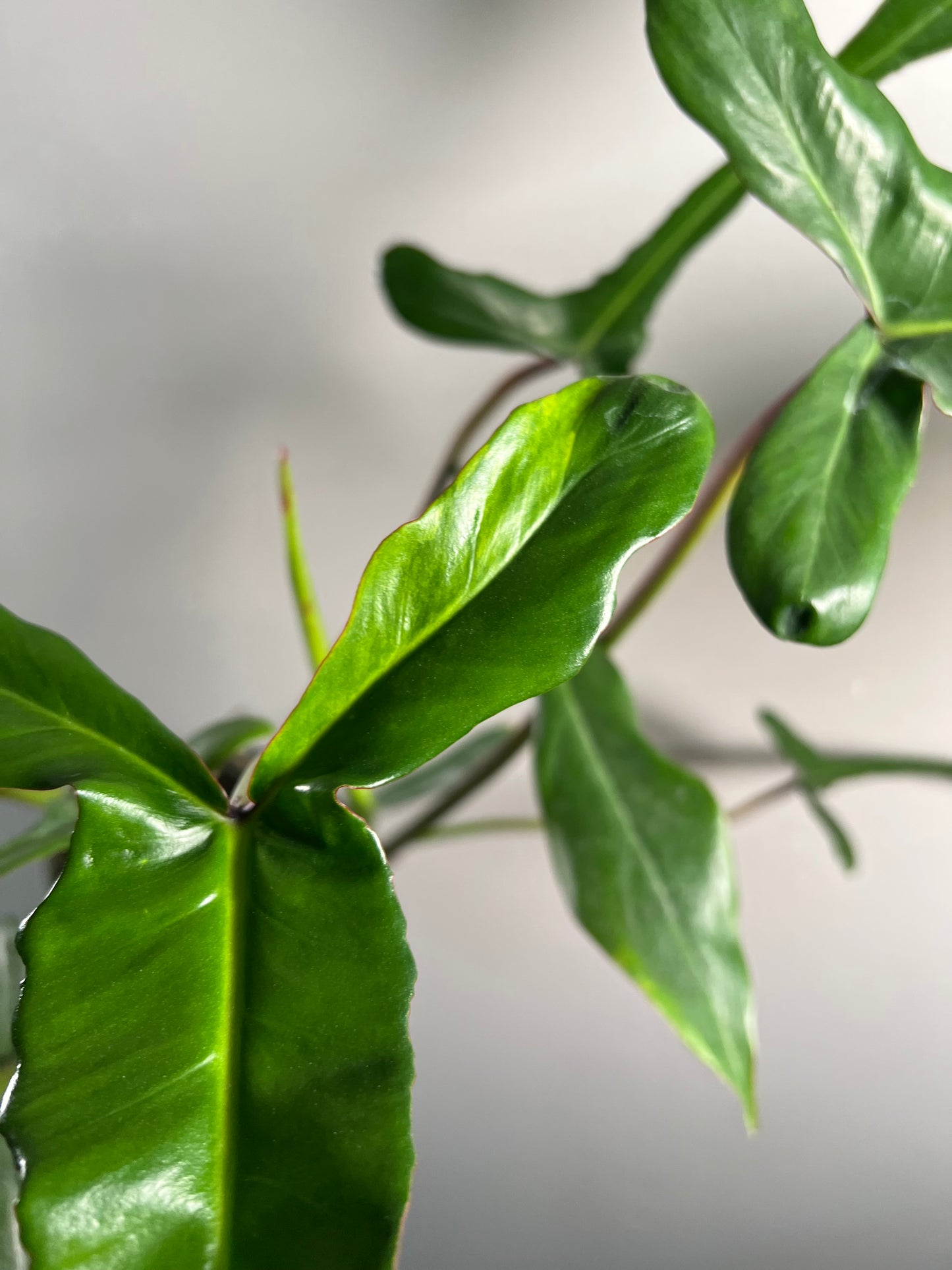 6” Philodendron Joepii