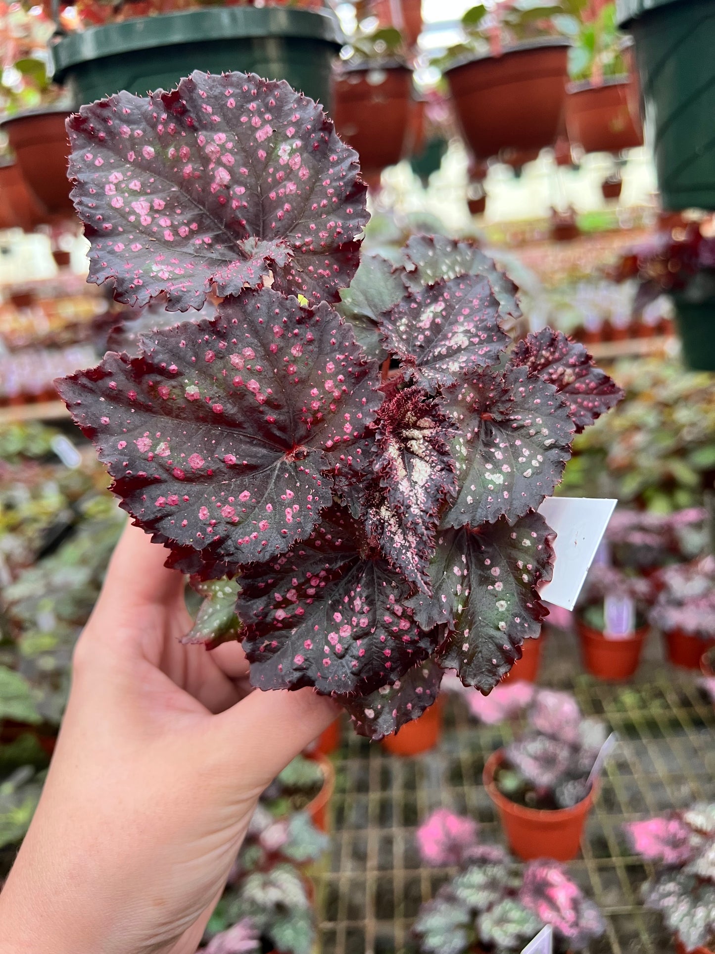 4” Begonia ‘Cherry Bomb’