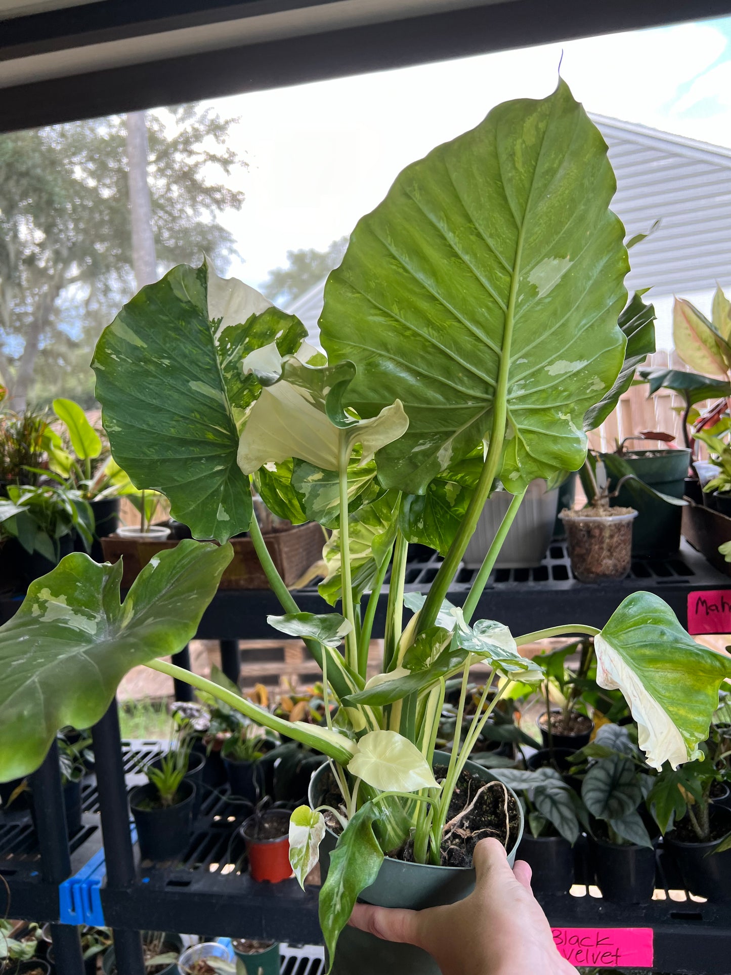 6” Alocasia Gageana Albo