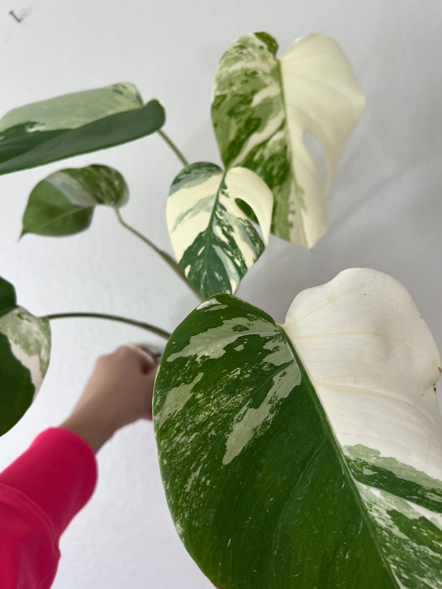 4” Monstera Albo