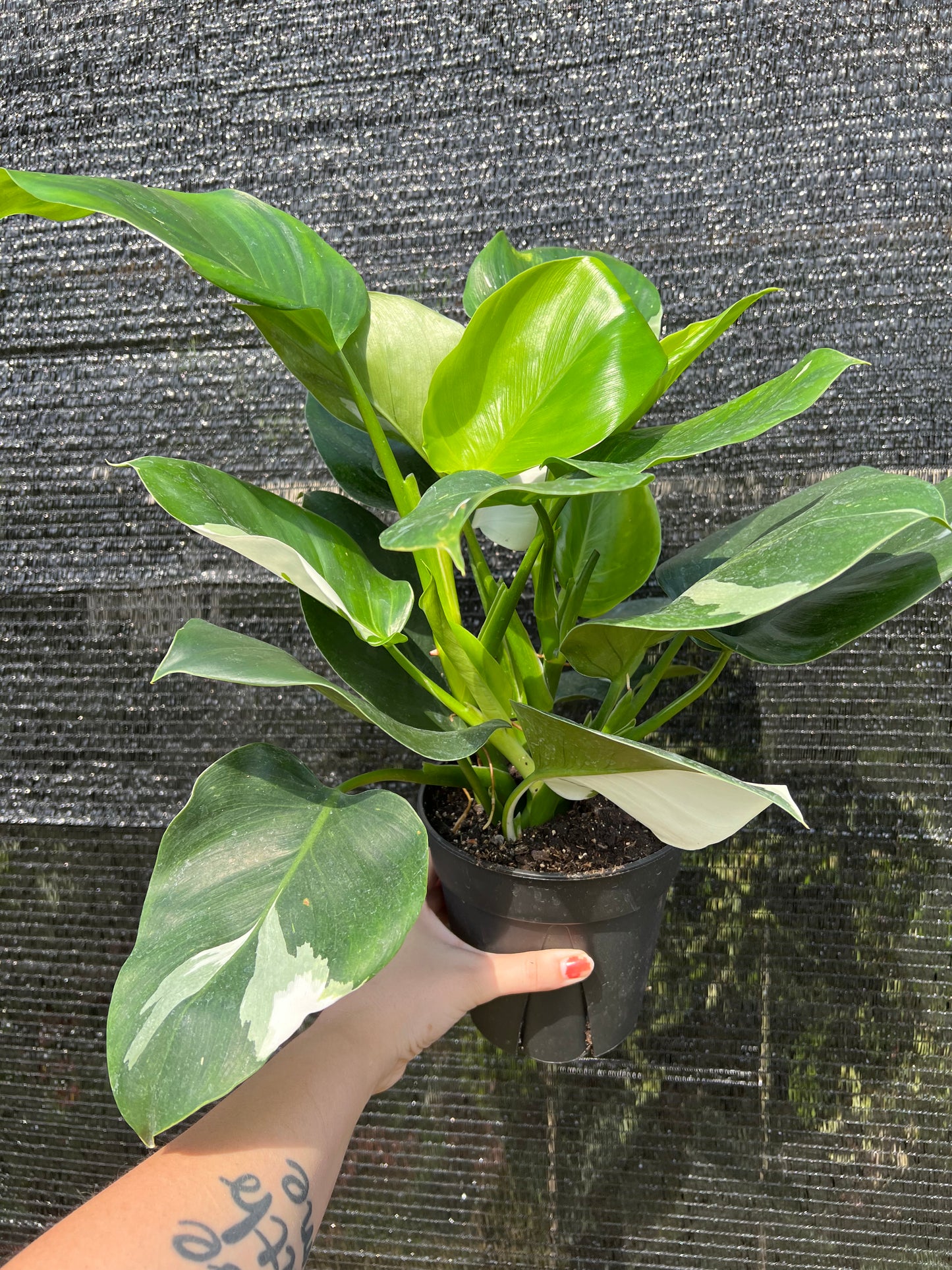 6” Philodendron White Wizard