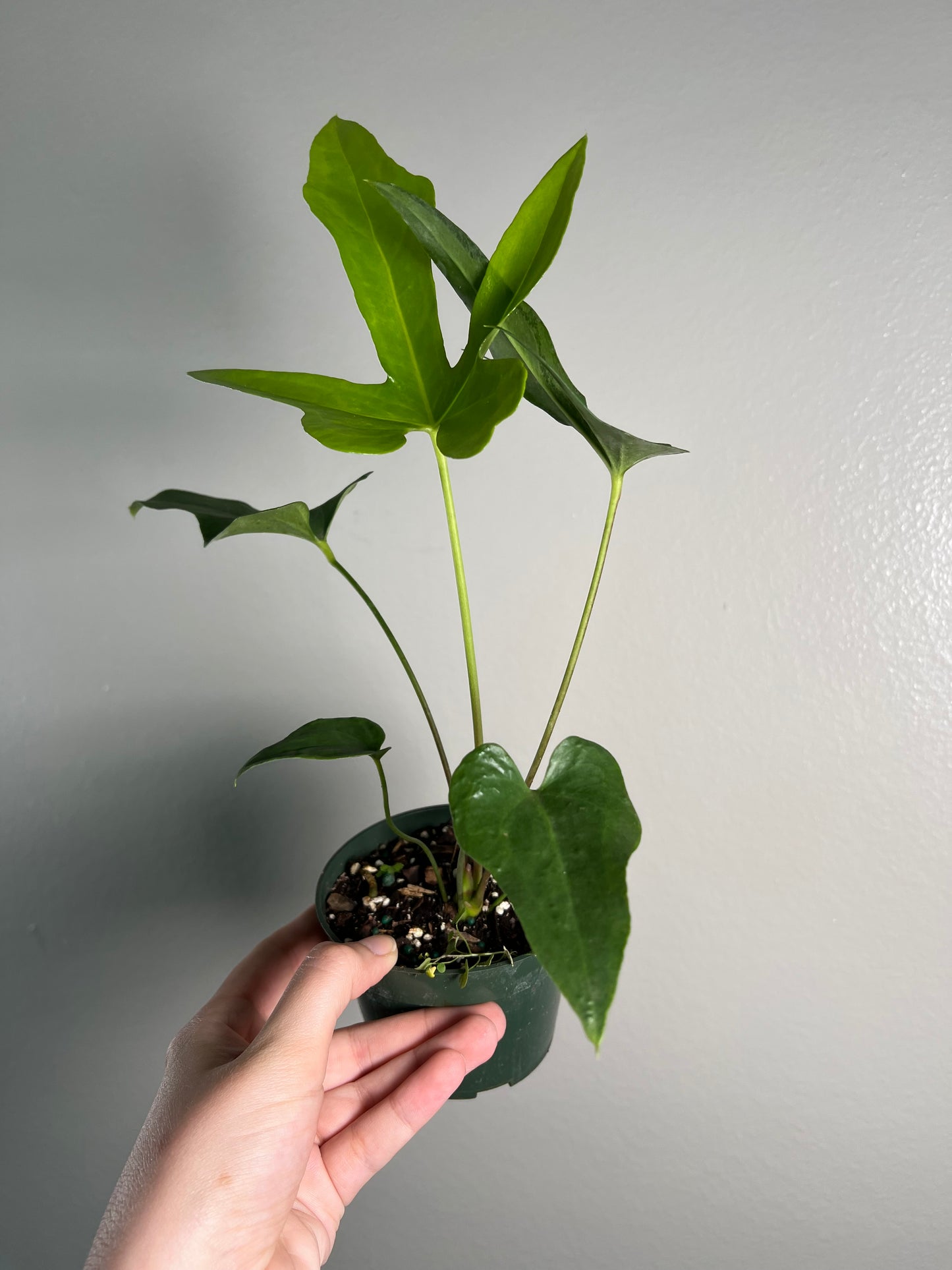 4” Anthurium Podophyllum