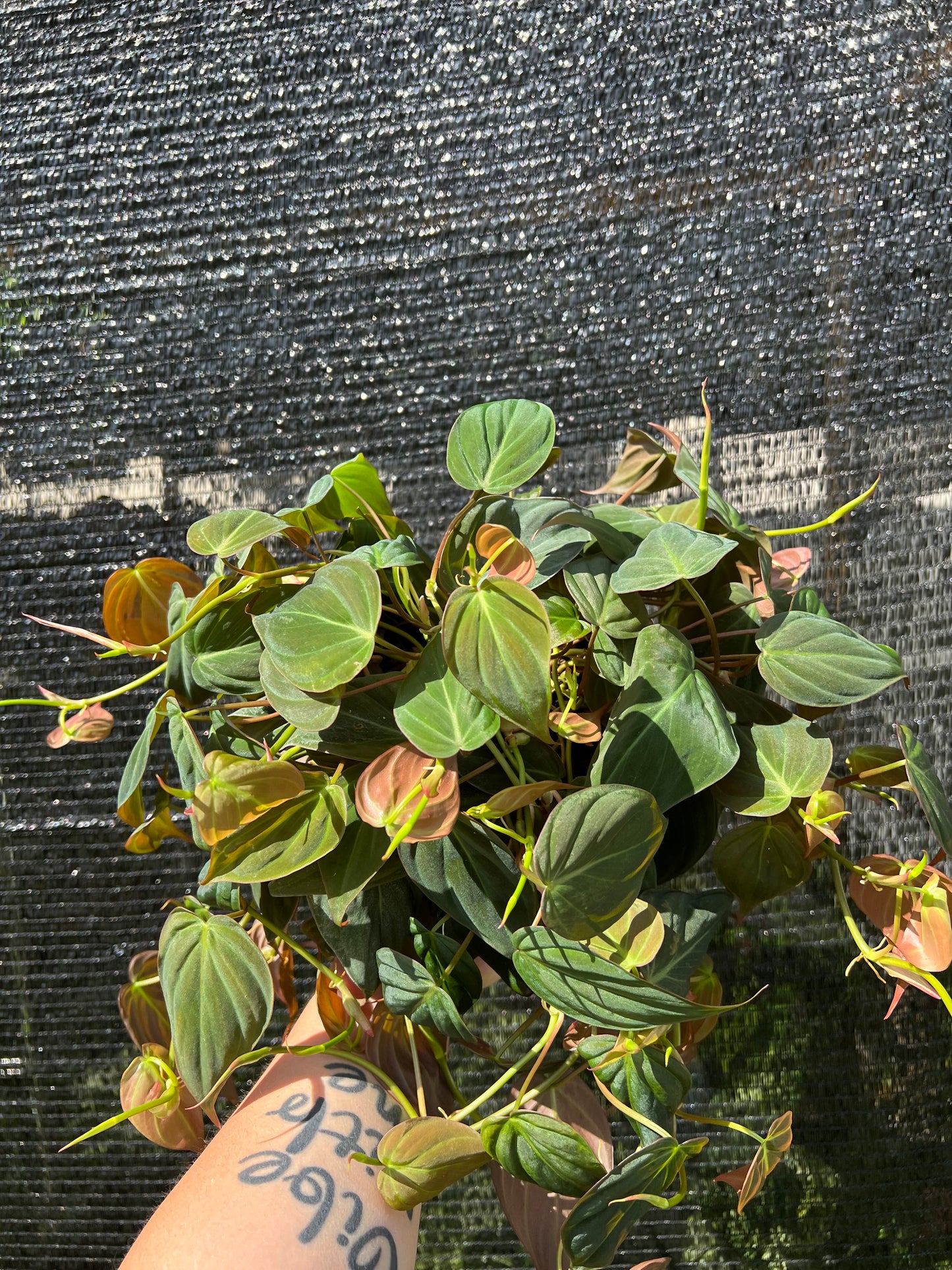 6” Philodendron Micans