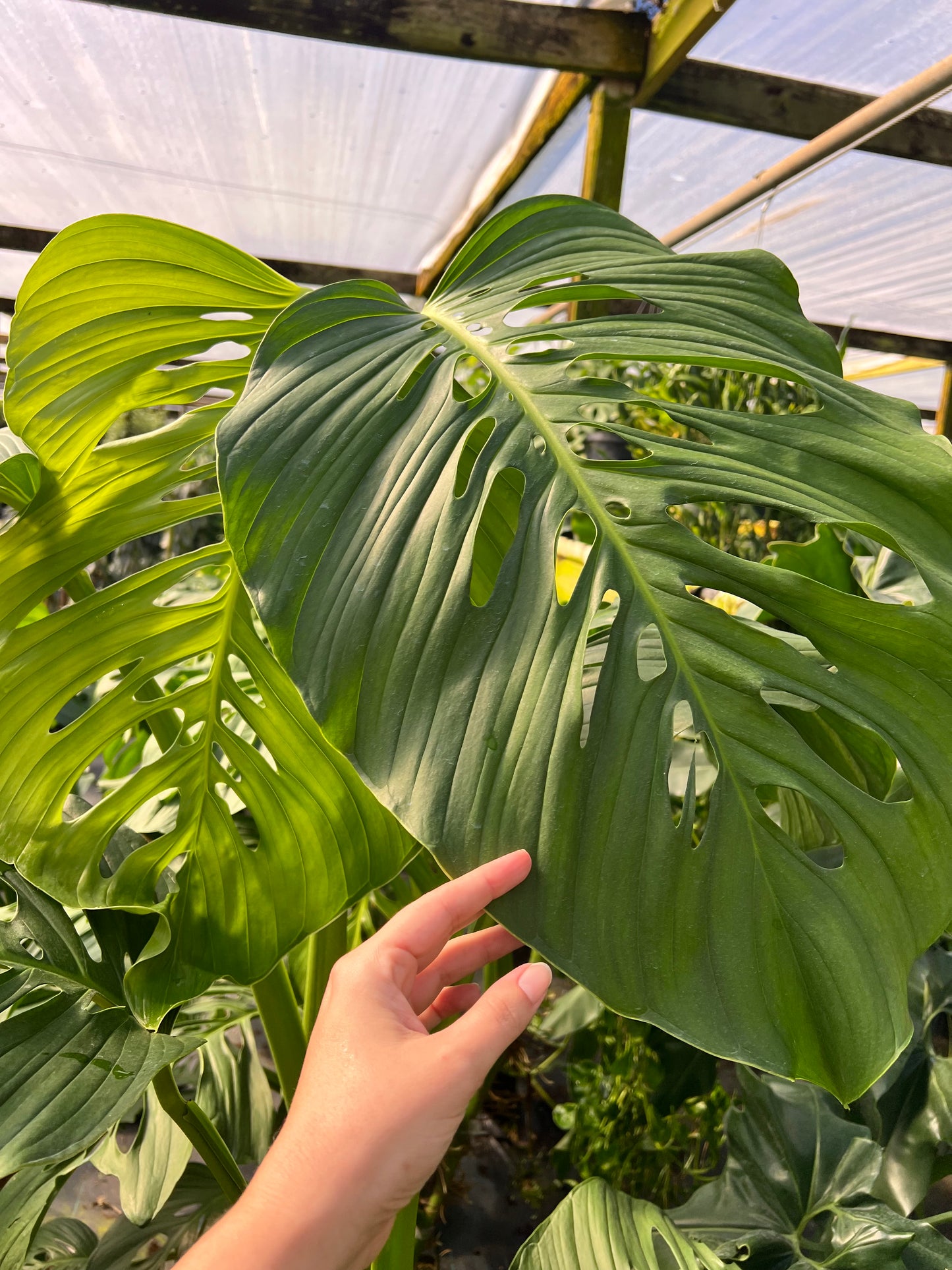 10” Monstera Lechlariana MATURE