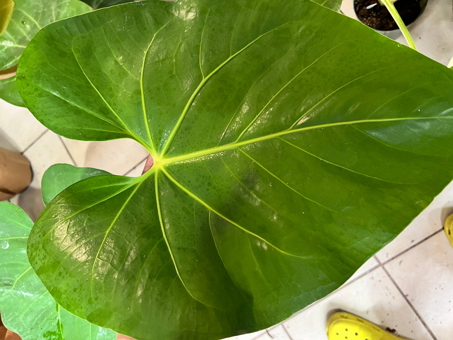 6” Anthurium Faustamirandae